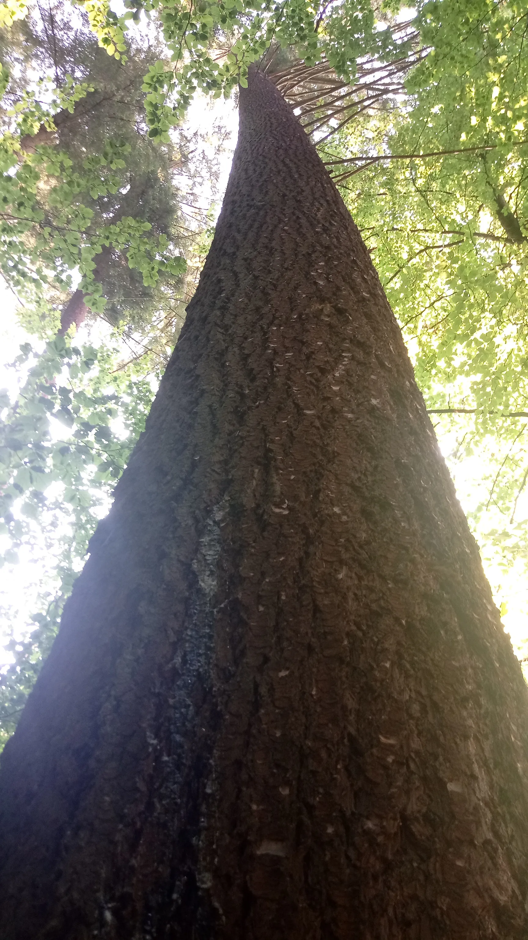 Photo showing: Douglasie (Höchster Baum im Odenwald) (Naturdenkmal in Eberbach, Baden-Württemberg)