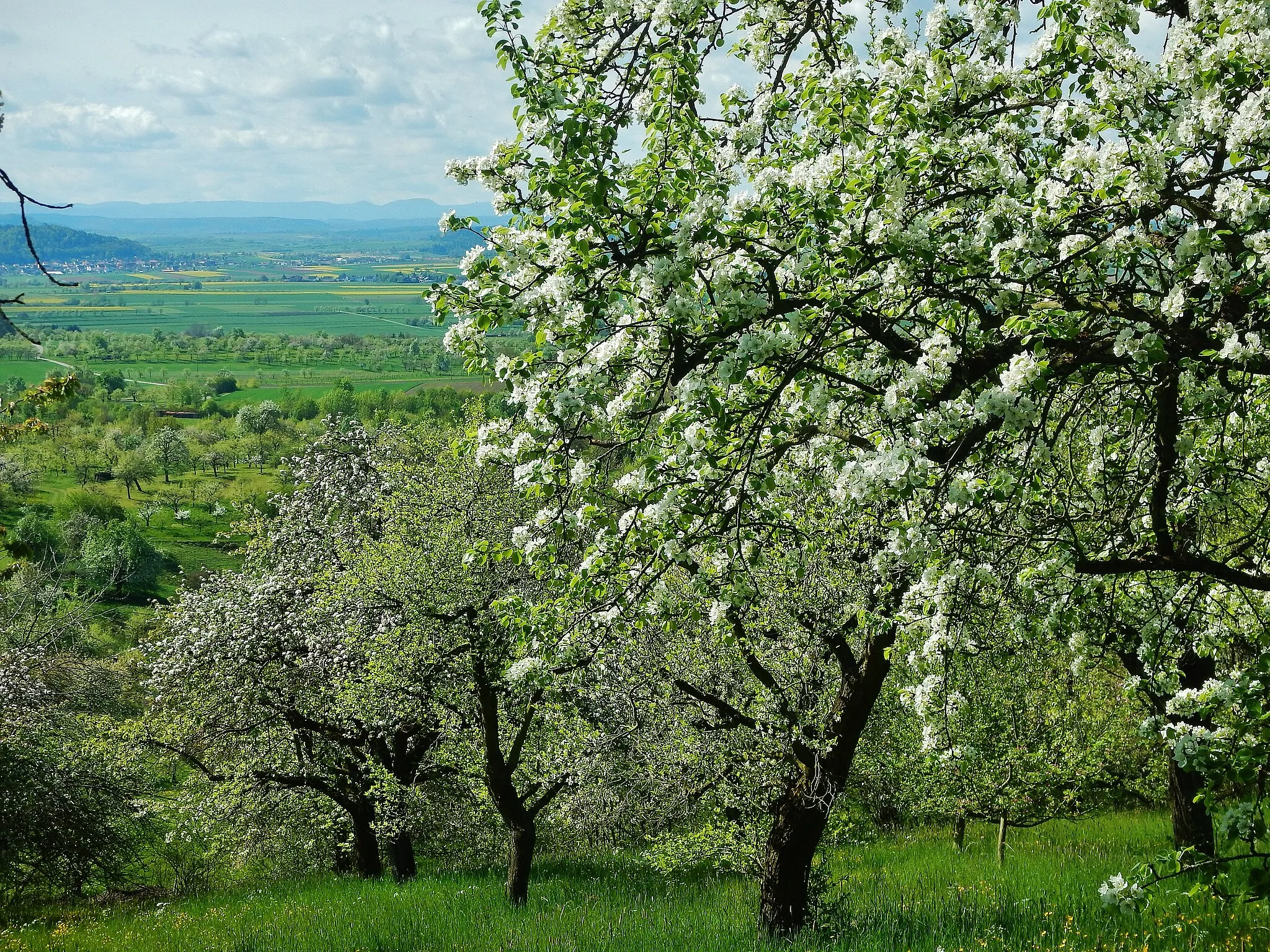Photo showing: Apfelblüte bei Kayh