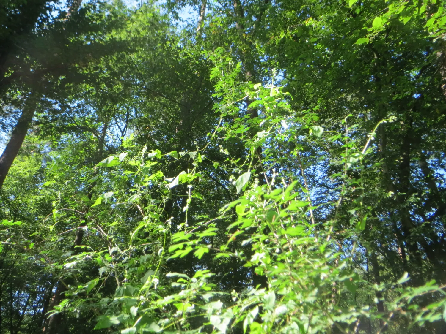 Photo showing: Windenknöterich (Fallopia convolvulus) in der Schwetzinger Hardt