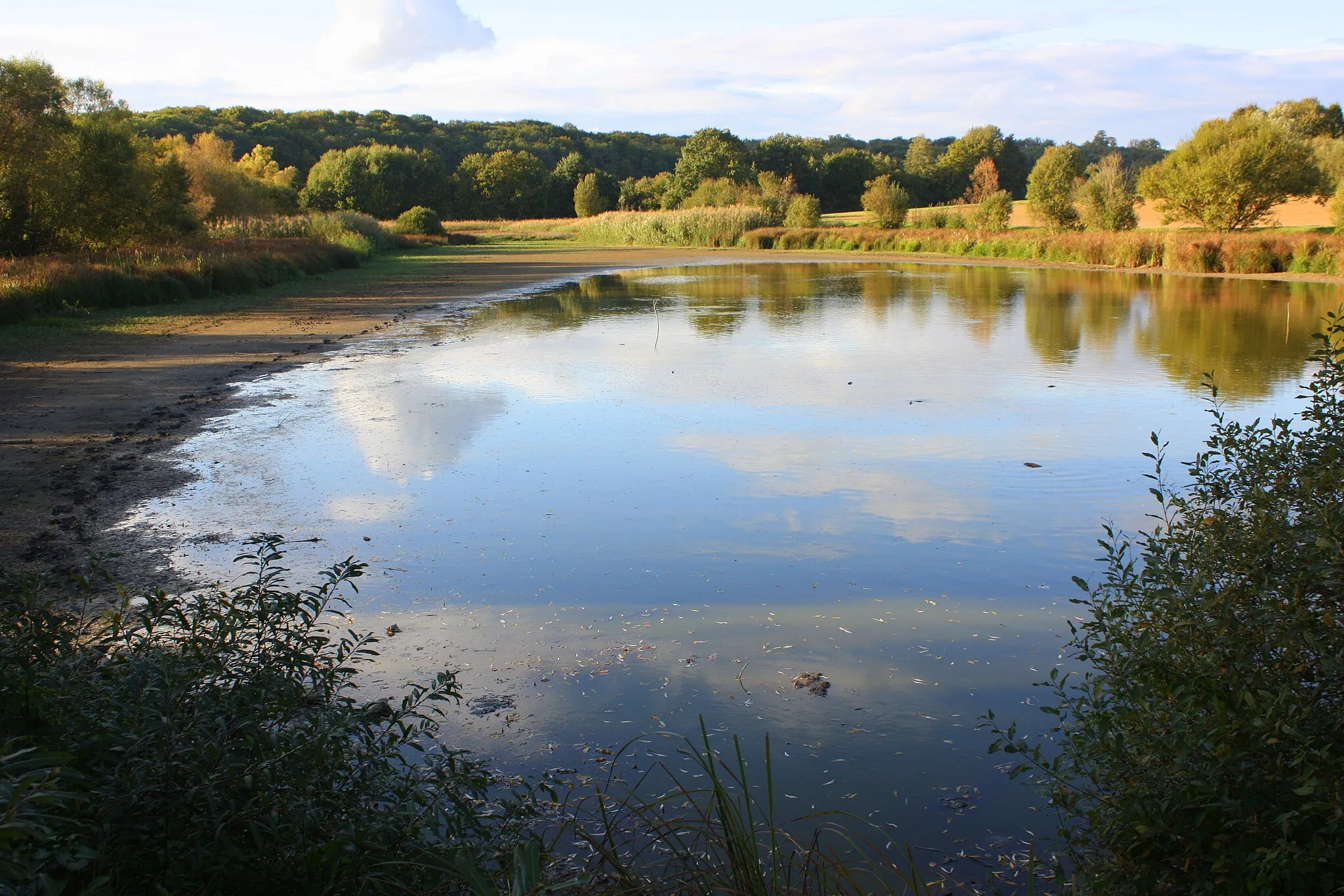 Photo showing: See im Herbst in Krautheim-Neunstetten, Naturschutzgebiet „Im See“