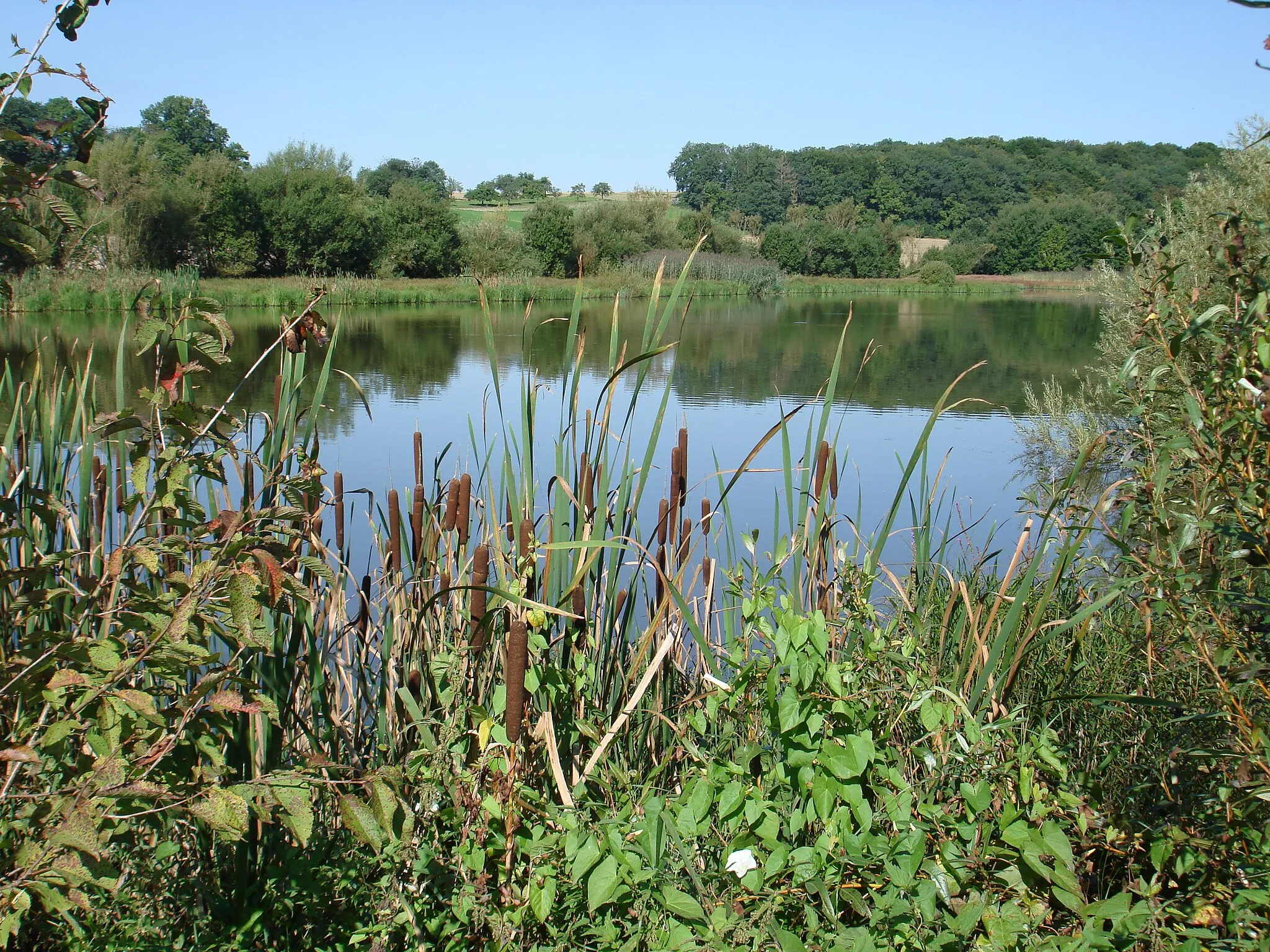 Photo showing: See in Krautheim-Neunstetten im Sommer, Naturschutzgebiet „Im See“