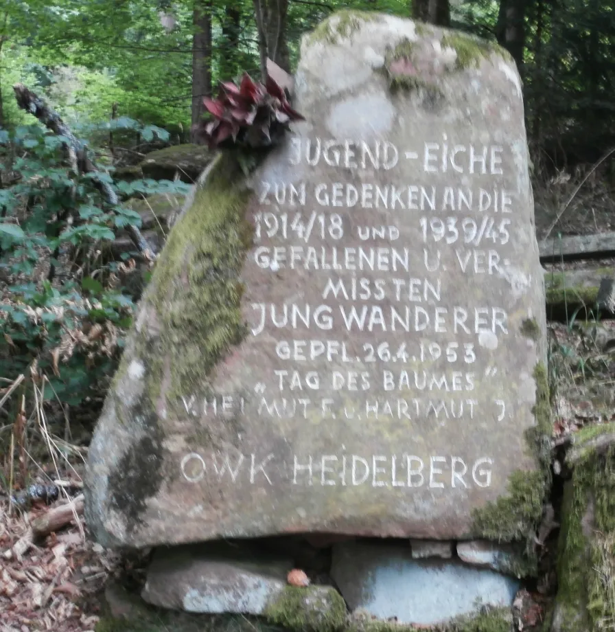Photo showing: Jugend-Eiche