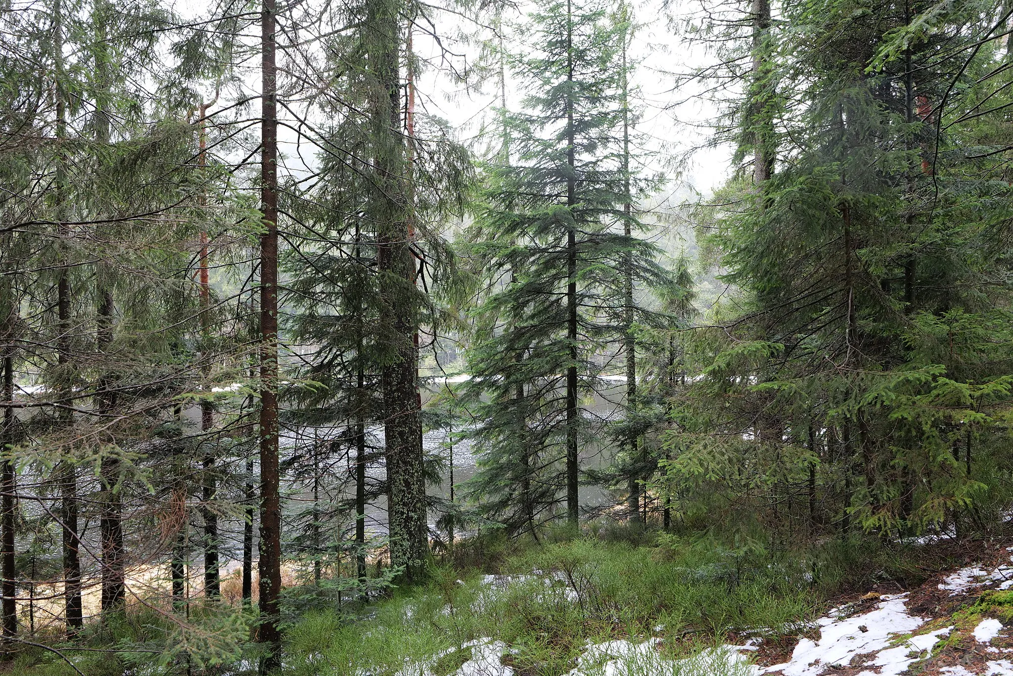 Photo showing: Umgebung des Herrenwieser Sees bei regnerischem Wetter am 10. März 2020.