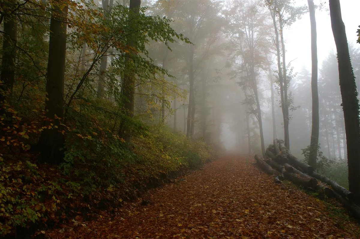 Photo showing: Waldweg im Nebel