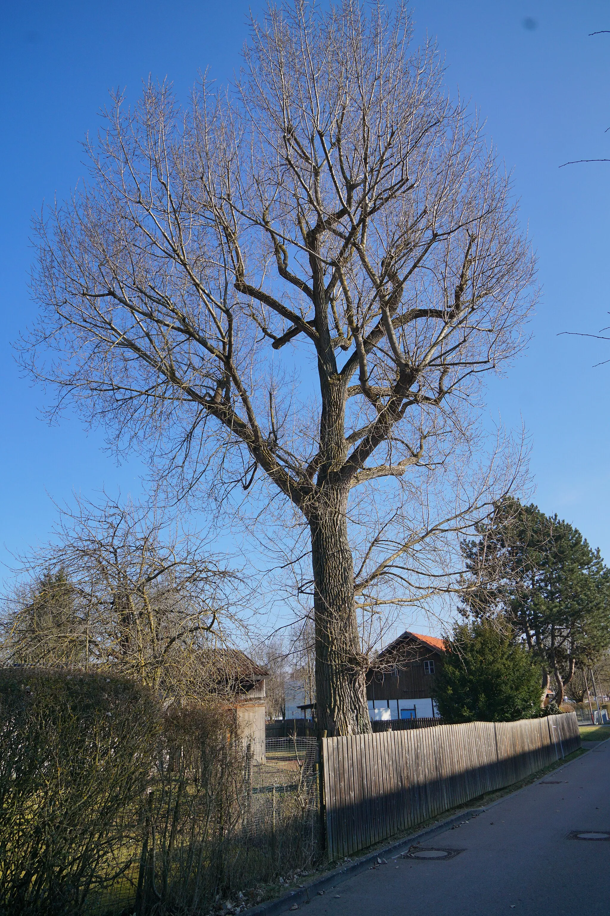 Photo showing: Baum am Allmendweg Maichingen