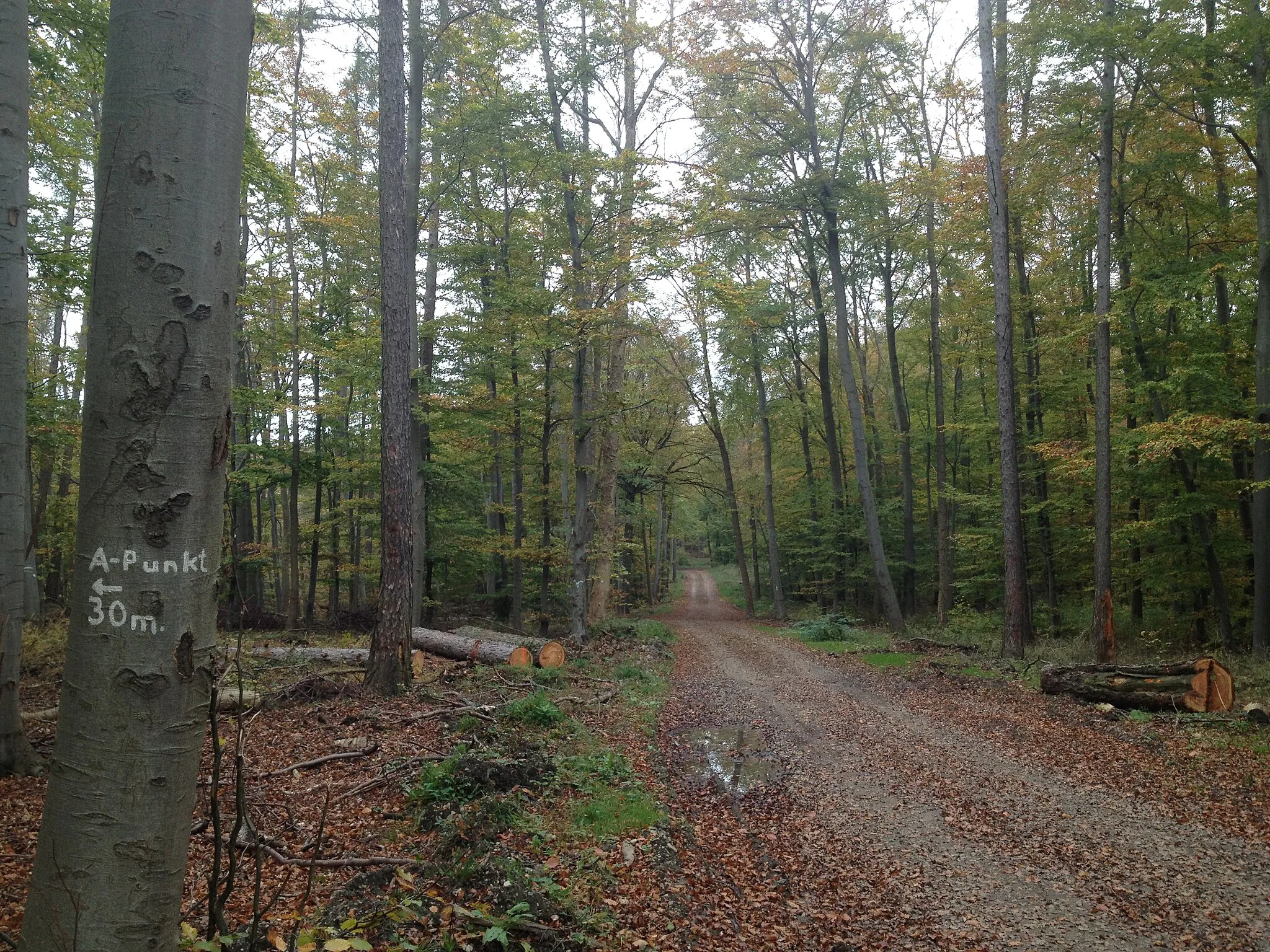 Photo showing: Der Fulda-Diemel-Weg (F) zwischen den Schreckenbergen und dem Schartenberg am Abzweig zu einem Aussichtspunkt mit Blick ins Warmetal