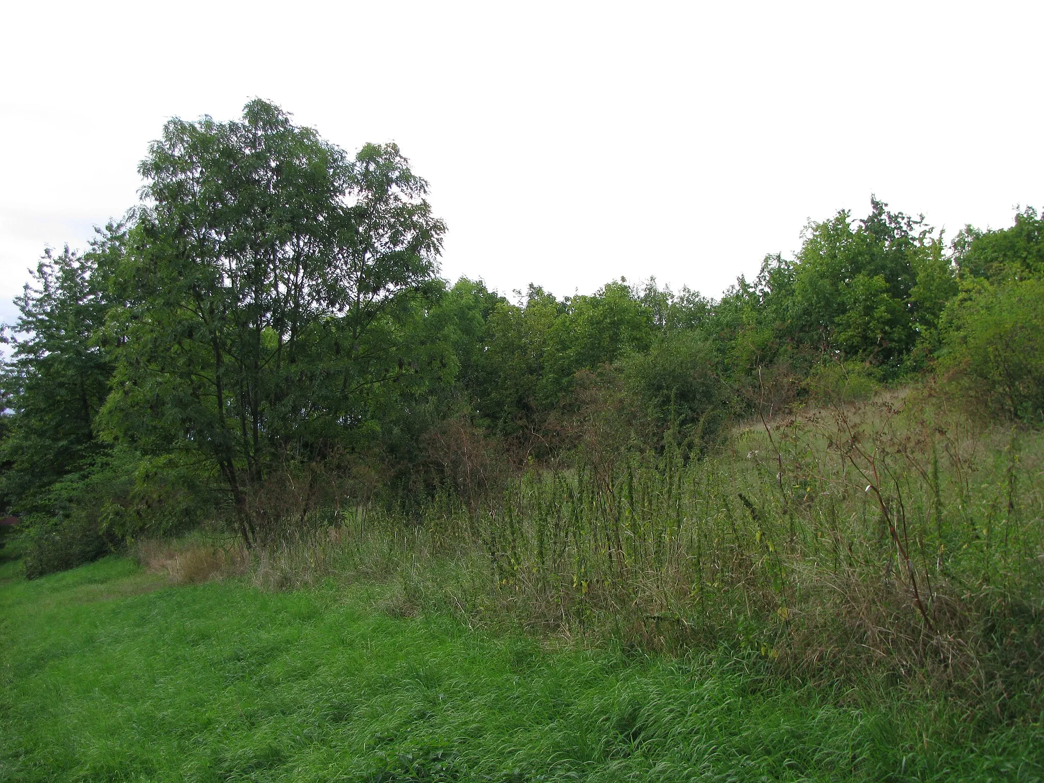 Photo showing: Wiesen und Gehölze im Weidepark oberhalb des Mommenröder Graben