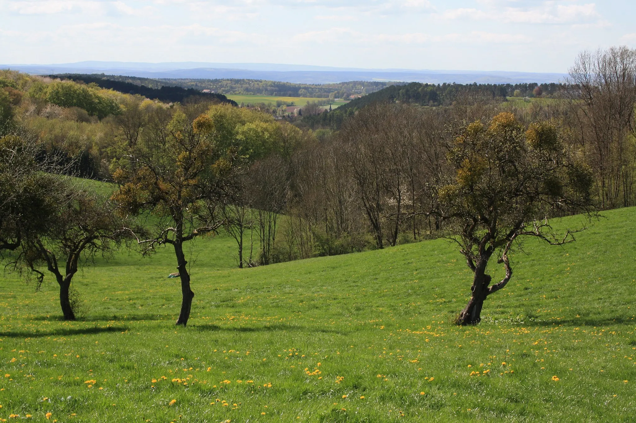 Photo showing: Streuobstbäume, Landschaftsschutzgebiet „Hessische Rhön“