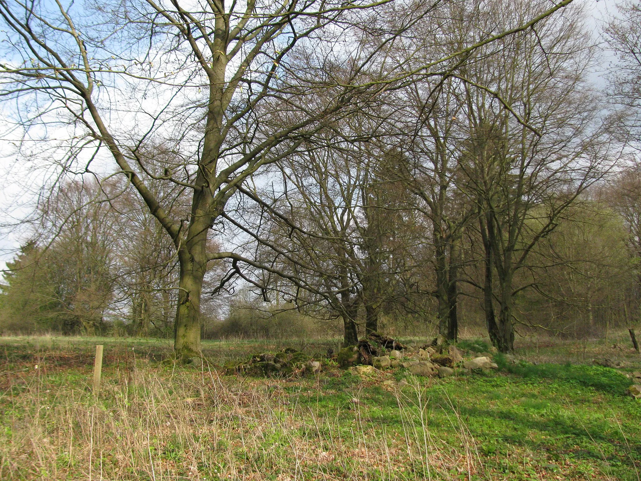 Photo showing: der Stumpf der früheren Kaiserbuche