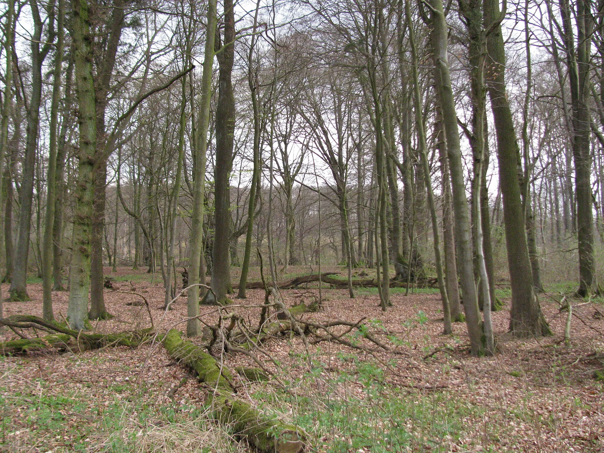 Photo showing: Blick auf den Wuhlhagen von Norden