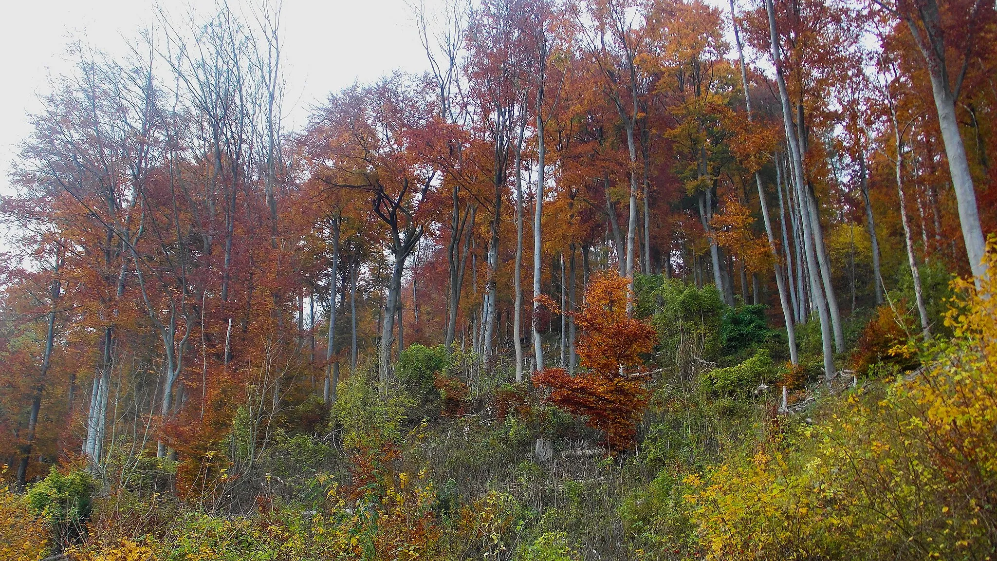 Photo showing: Buchenwälder im NSG Buchenwälder zwischen Ziegenberg und Langer Berg, Kreis Höxter, Nordrhein-Westfalen