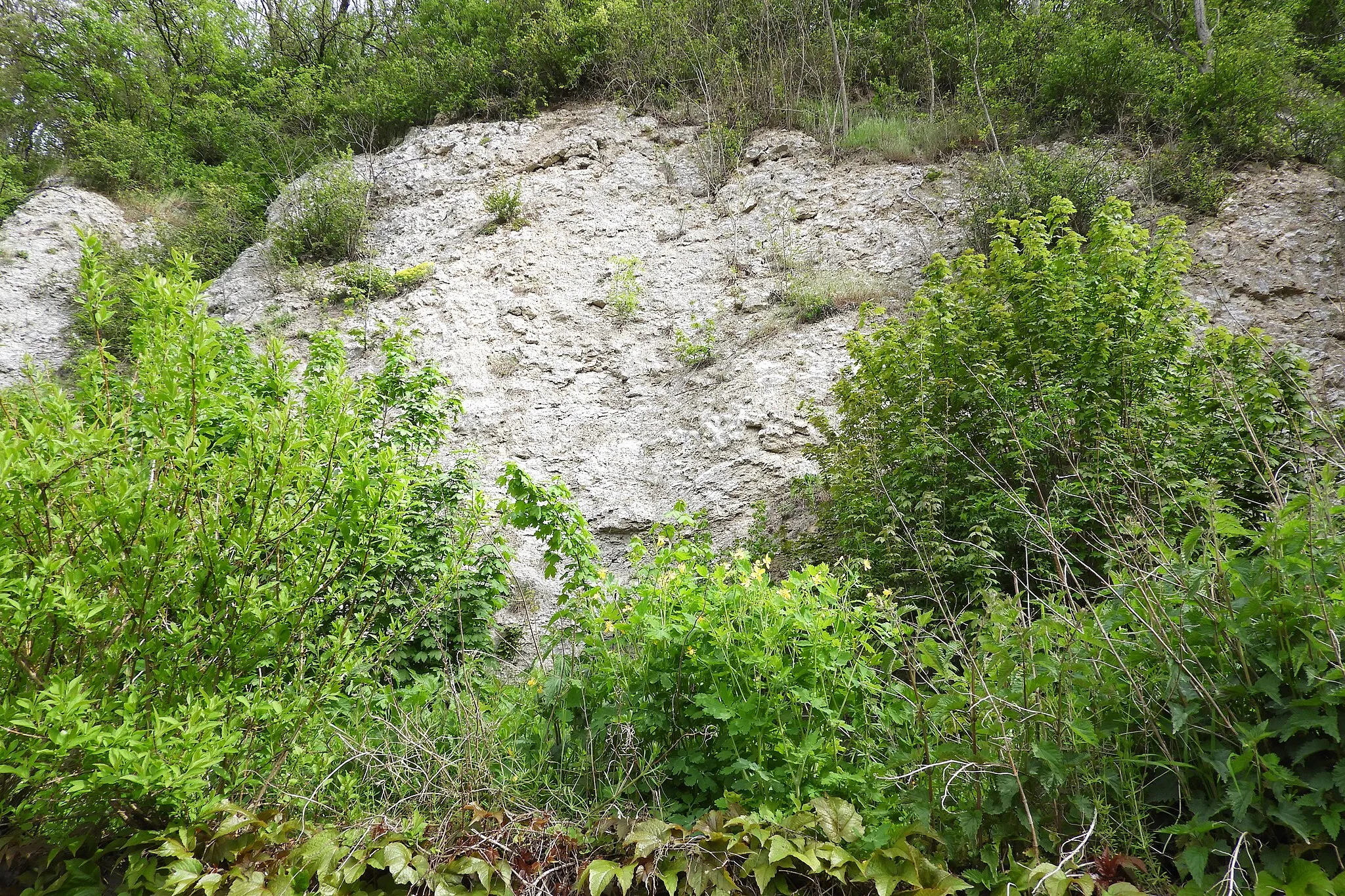 Photo showing: Das Flora-Fauna-Habitat-Gebiet „Gipskarst bei Berneburg“ ist ein Felsenbereich in Berneburg, einem Ortsteil der Stadt Sontra im nordhessischen Werra-Meißner-Kreis. Das kleine Karstgebiet beherbergt schutzwürdige Höhlen, die nicht zugänglich sind und von heimischen Fledermausarten als Überwinterungsquartiere genutzt werden. Eine davon ist die längste aktive Wasserhöhle Nordhessens. Kleinflächig kommen in dem geschützten Bereich Kalkfelsen, Magerrasen, Saumstrukturen sowie staudenreiche Waldränder vor. Sie bilden die Lebensgrundlage für eine vielfältige Tagfalter-, Widderchen- und Heuschreckenfauna.