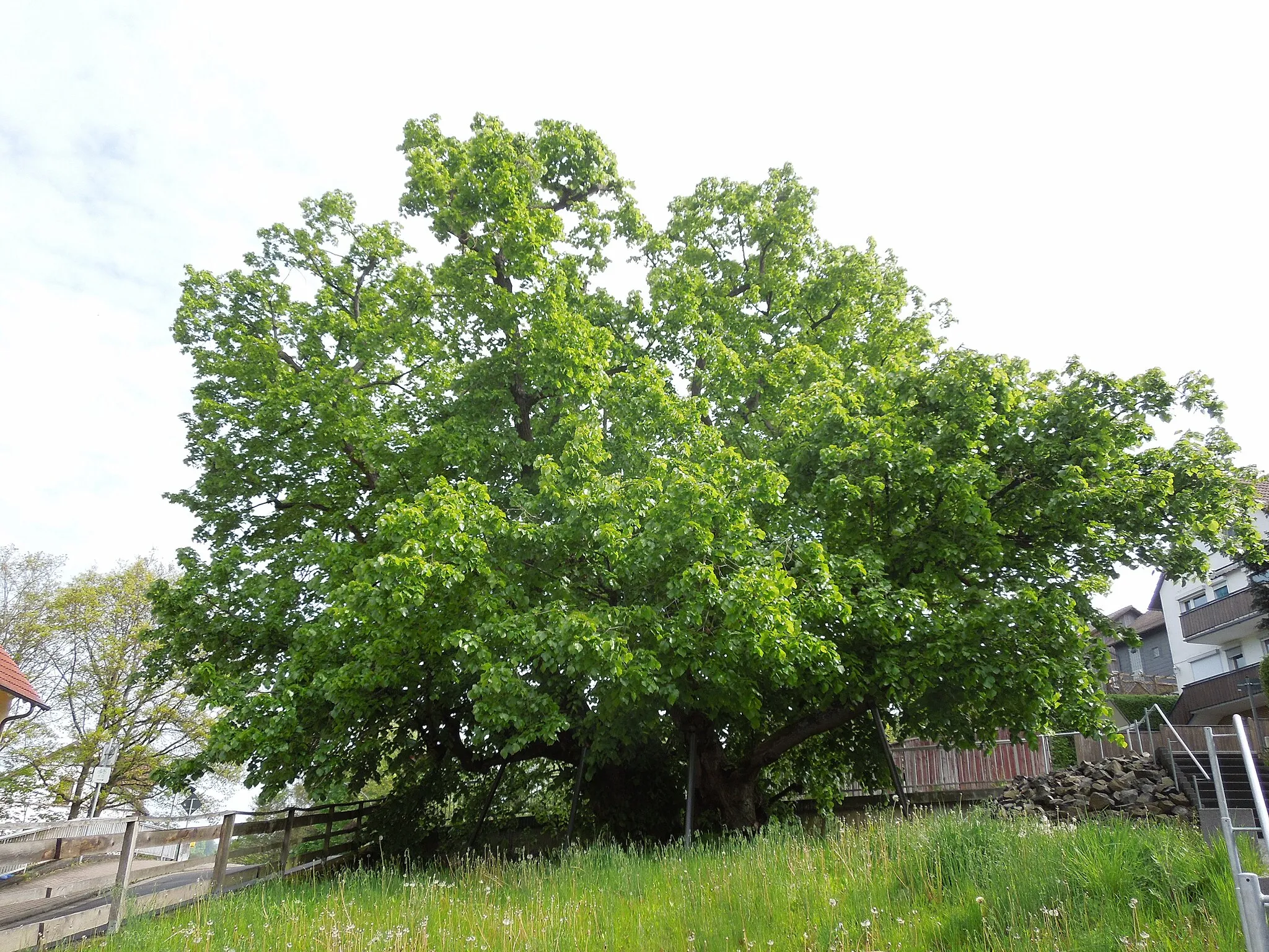 Photo showing: Niedensteiner Tanzlinde, 2017