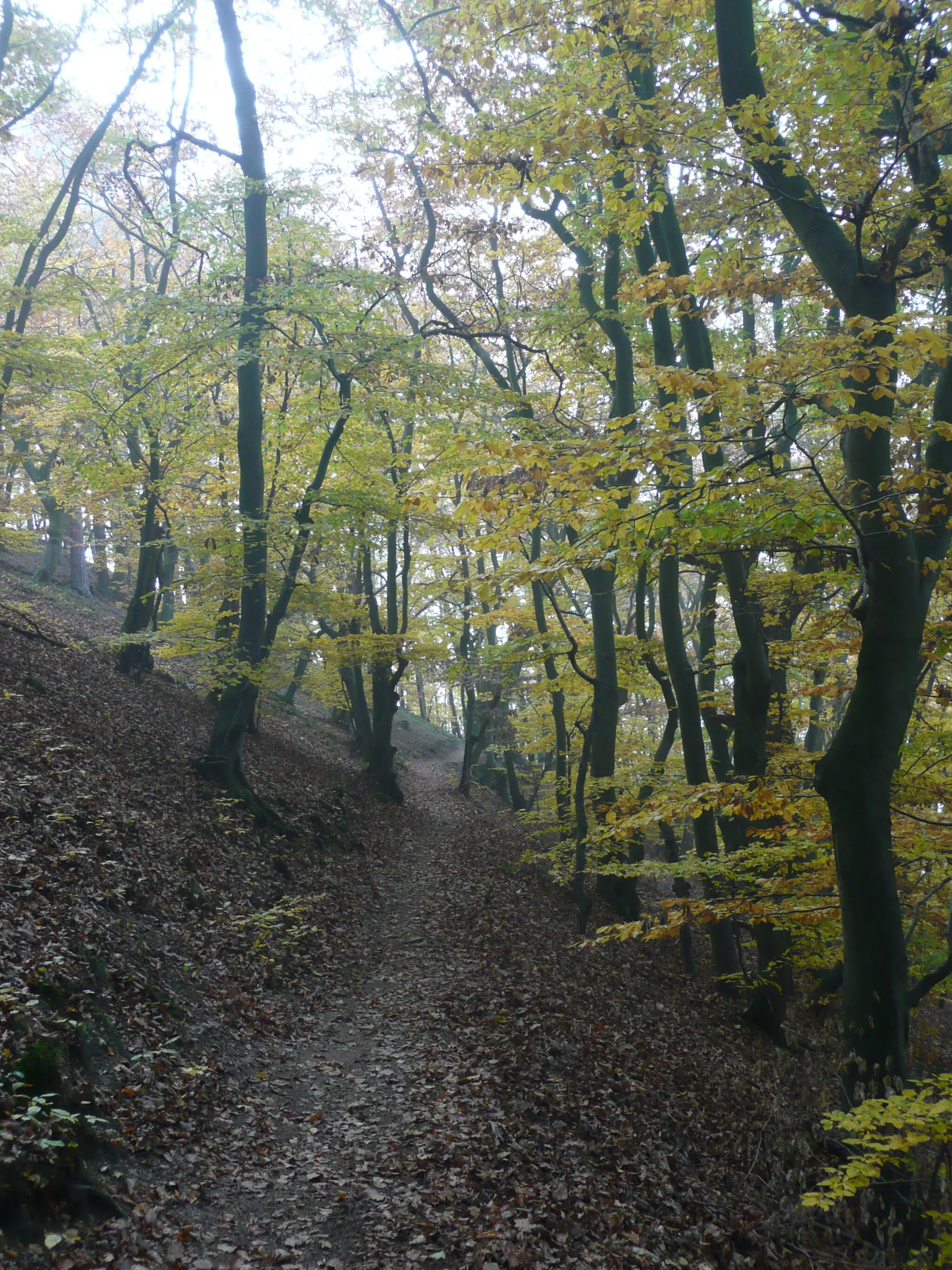 Photo showing: Wanderweg Urwaldsteig