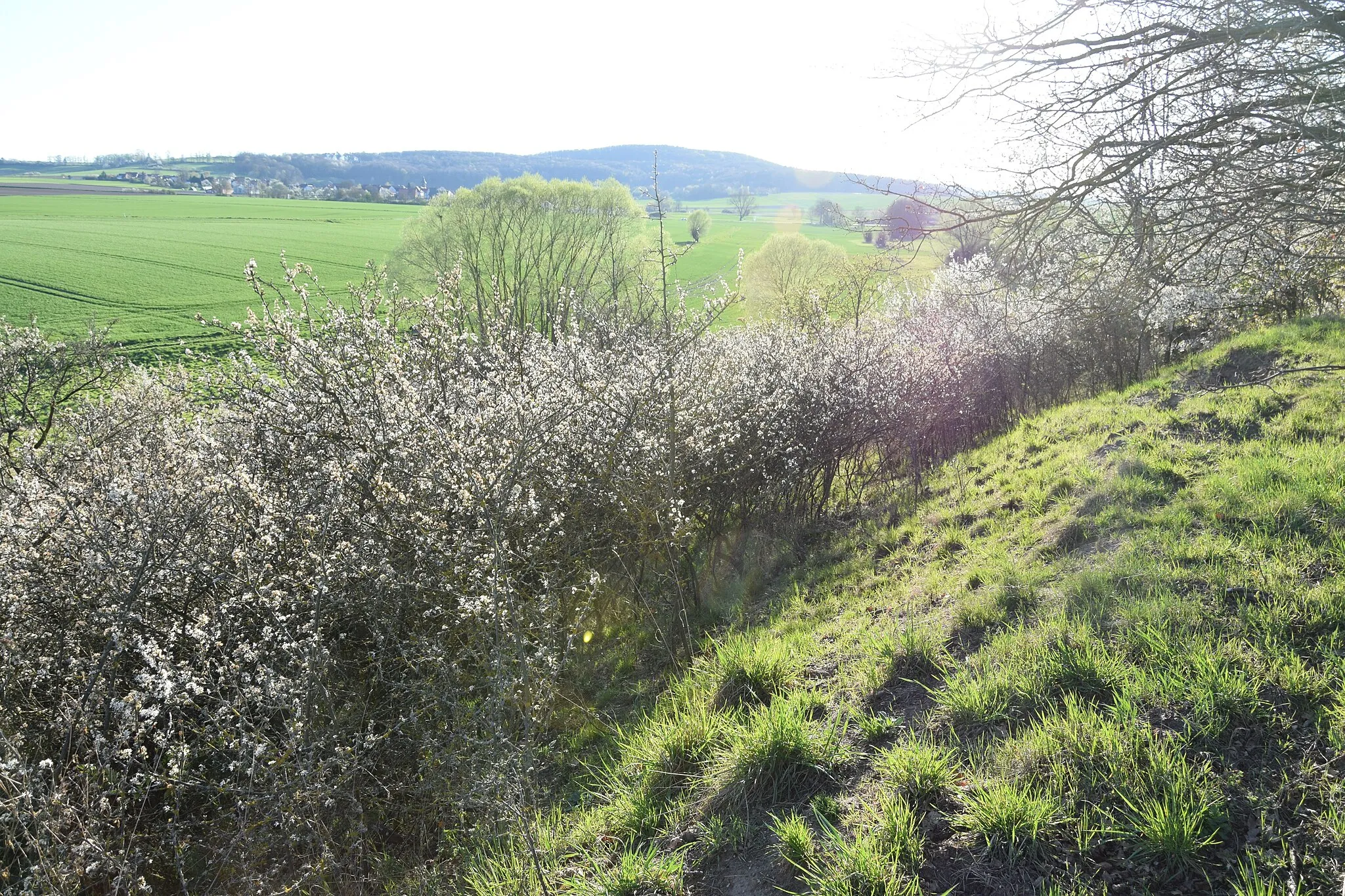 Photo showing: Die südöstlichen Ecke der Forkenburg bei Wehren mit Blick herunter in südwestliche Richtung auf den Bergsporn und Haddamar