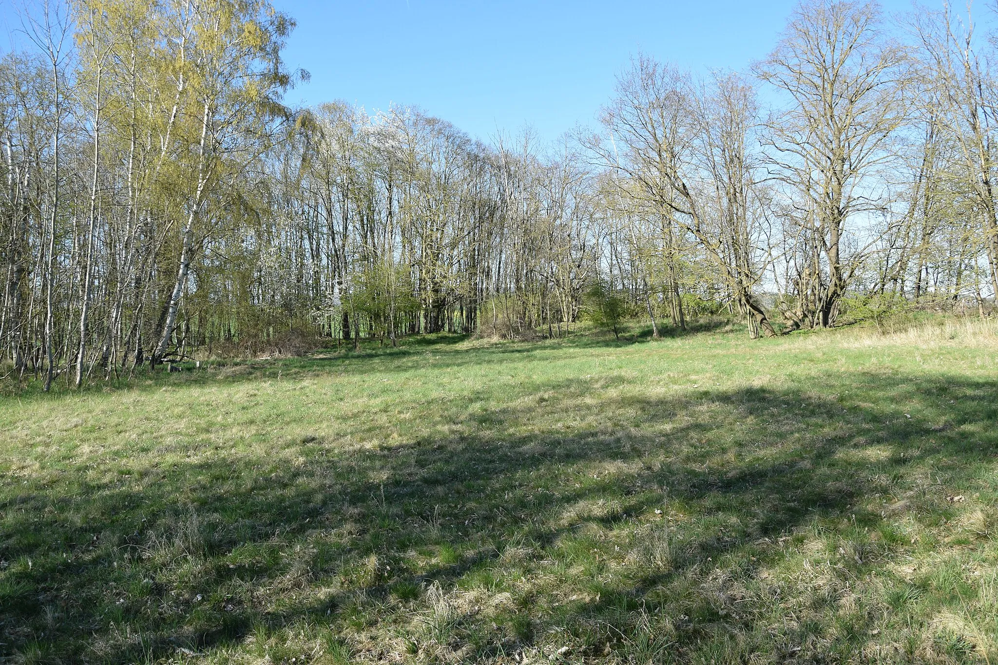 Photo showing: Die Forkenburg bei Wehren, östlicher Innenbereich. Der etwas seltsam anmutende Innenbewuchs ist die Folge der früheren Nutzung der Burg als Reitplatz.