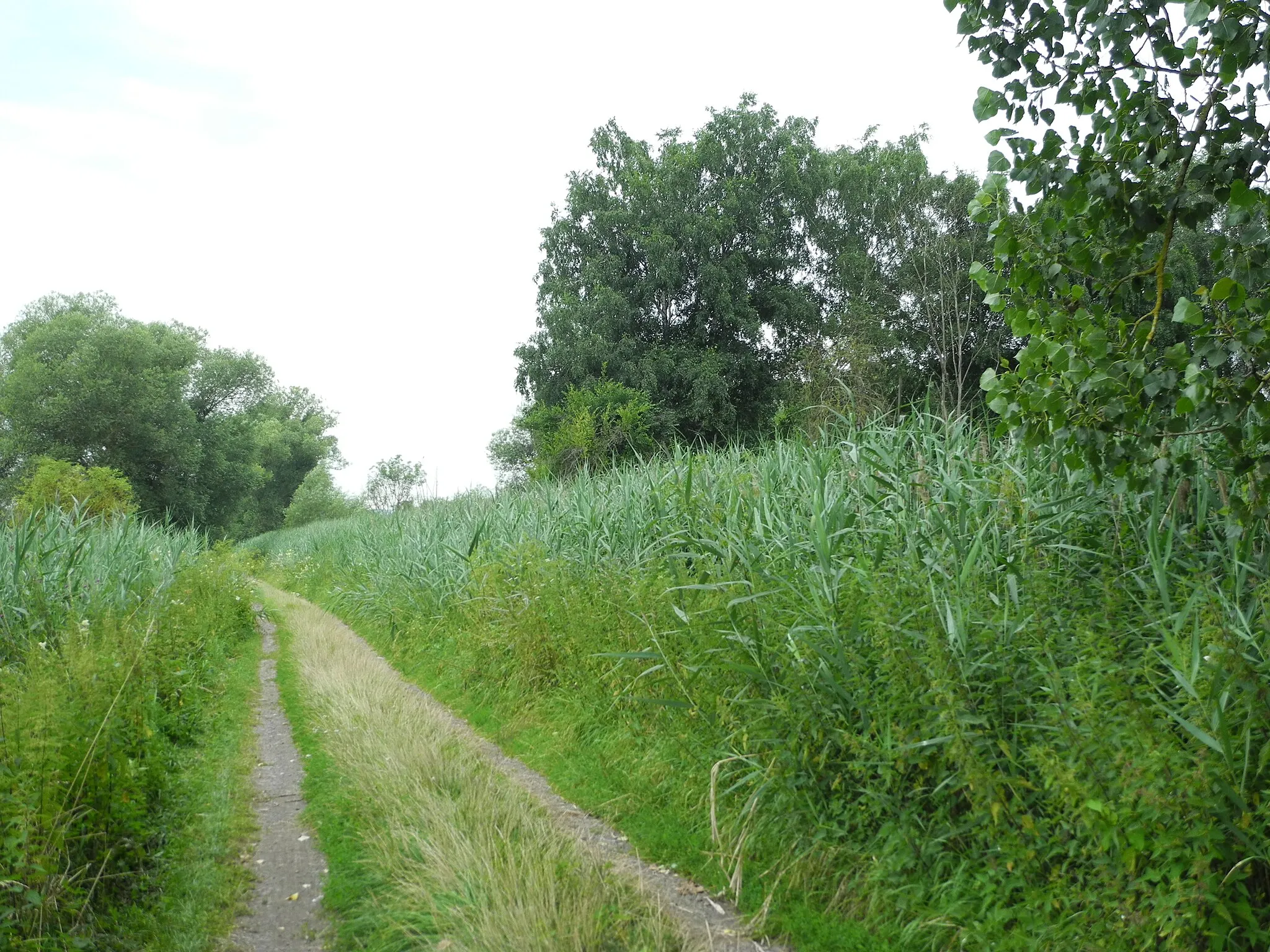 Photo showing: Naturschutzgebiet im Regierungsbezirk Kassel 1634021.
„Rohrerlen bei Werkel“, Feuchtgebiet mit Schilf und Erlen und umgebenden Wiesen, nordöstlich von Werkel im Schwalm-Eder-Kreis, Hessen, Deutschland.

Am Südrand.