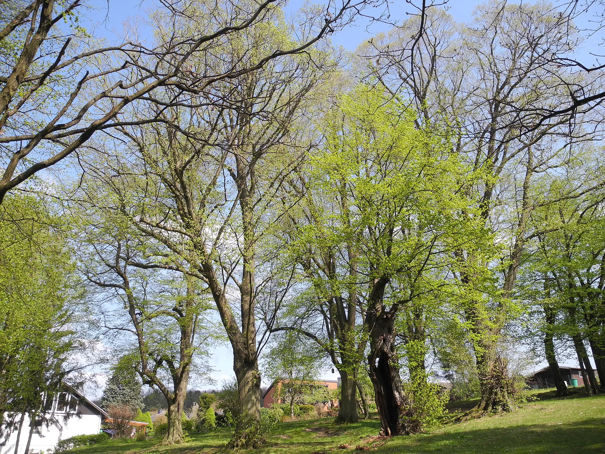 Photo showing: Naturdenkmal im Landkreis Kassel 6.33.366. "Alter Schützenplatz" mit Großbaumbestand von 7 Winterlinden am südlichen Ortsrand von Carlsdorf.