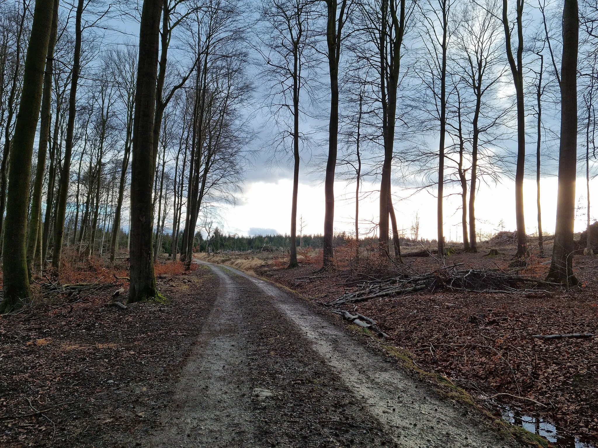 Photo showing: Quellgebiet des Hemelbachs am Junkernkopf