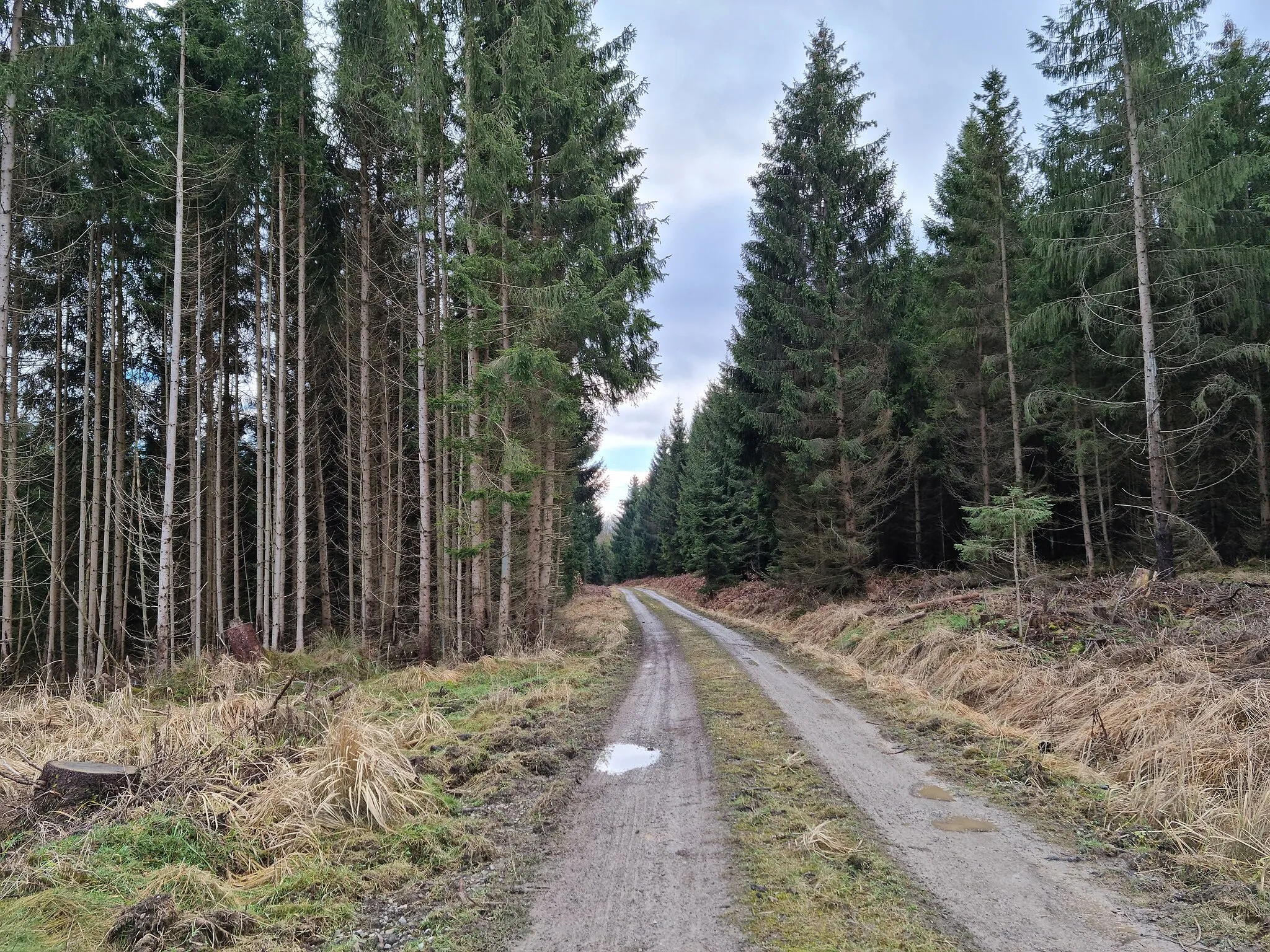 Photo showing: Quellgebiet des Hemelbachs am Junkernkopf