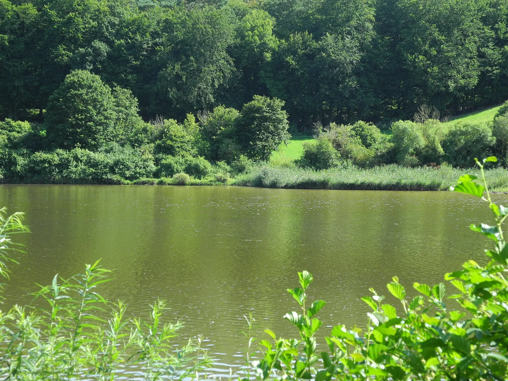 Photo showing: Naturschutzgebiet im Regierungsbezirk Kassel 1635008.
„Vorsperre - Twistetalsperre“, Wasserfläche mit Feuchtgebiet, umgebenden Gehölzen und Grünland am Lauf der Twiste, südlich des Twistesees, im Landkreis Waldeck-Frankenberg, Hessen, Deutschland.

Blick vom Westrand in das NSG.