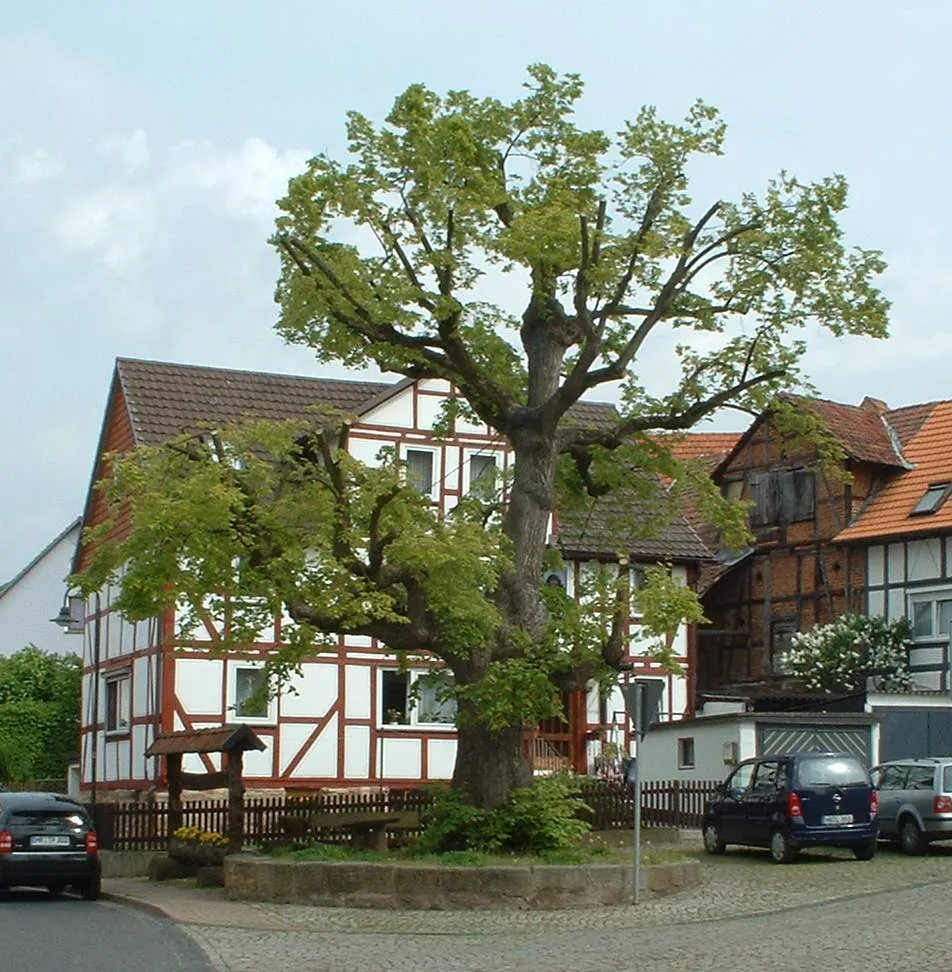 Photo showing: Geleitete Linde in Melsungen - Schwarzenberg