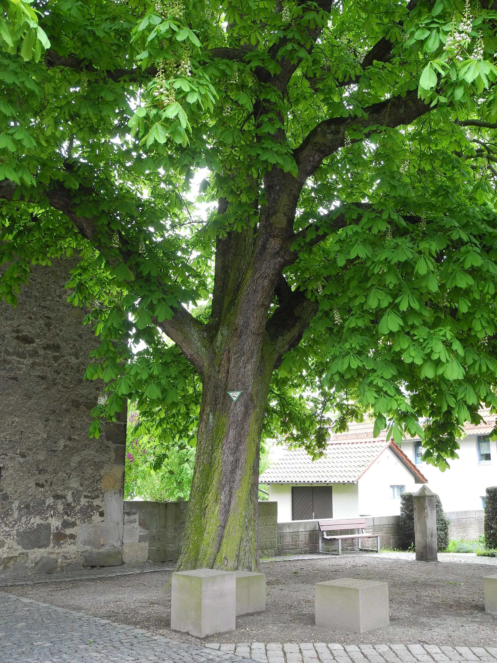 Photo showing: Naturdenkmal im Landkreis Kassel 6.33.801. Rosskastanie vor der Kirche in Frommershausen.
