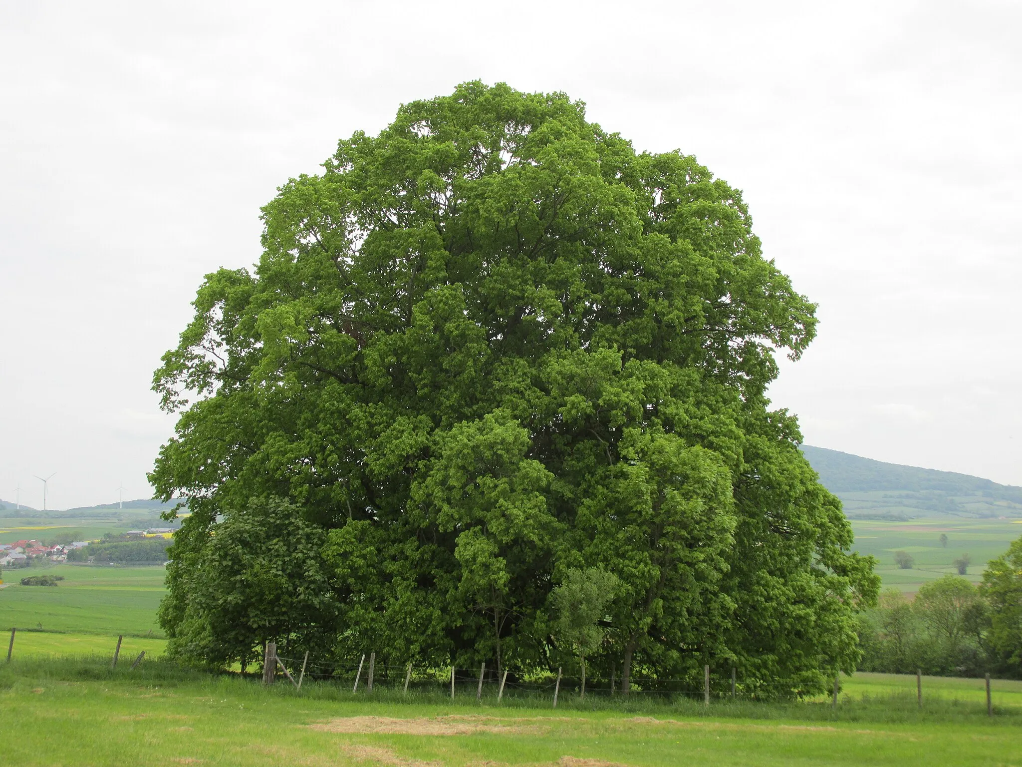 Photo showing: Natural monument 6.31.249 – Linde auf der Weide, Eiterfeld, Germany