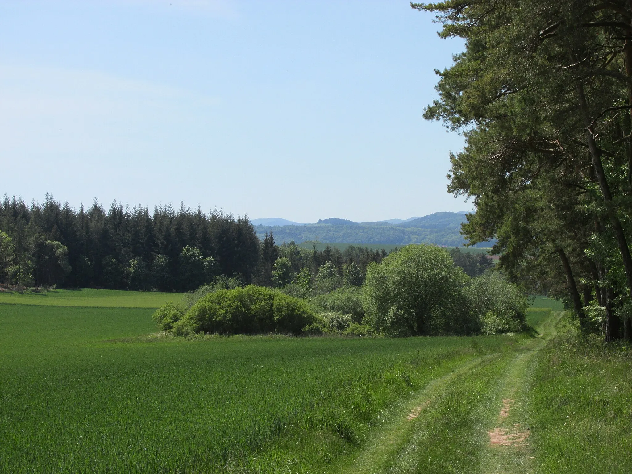 Photo showing: das Naturdenkmal Krähenteich zwischen dem nördlichen und dem südlichen Teil des Dalwigker Holz (Norden ist rechts)