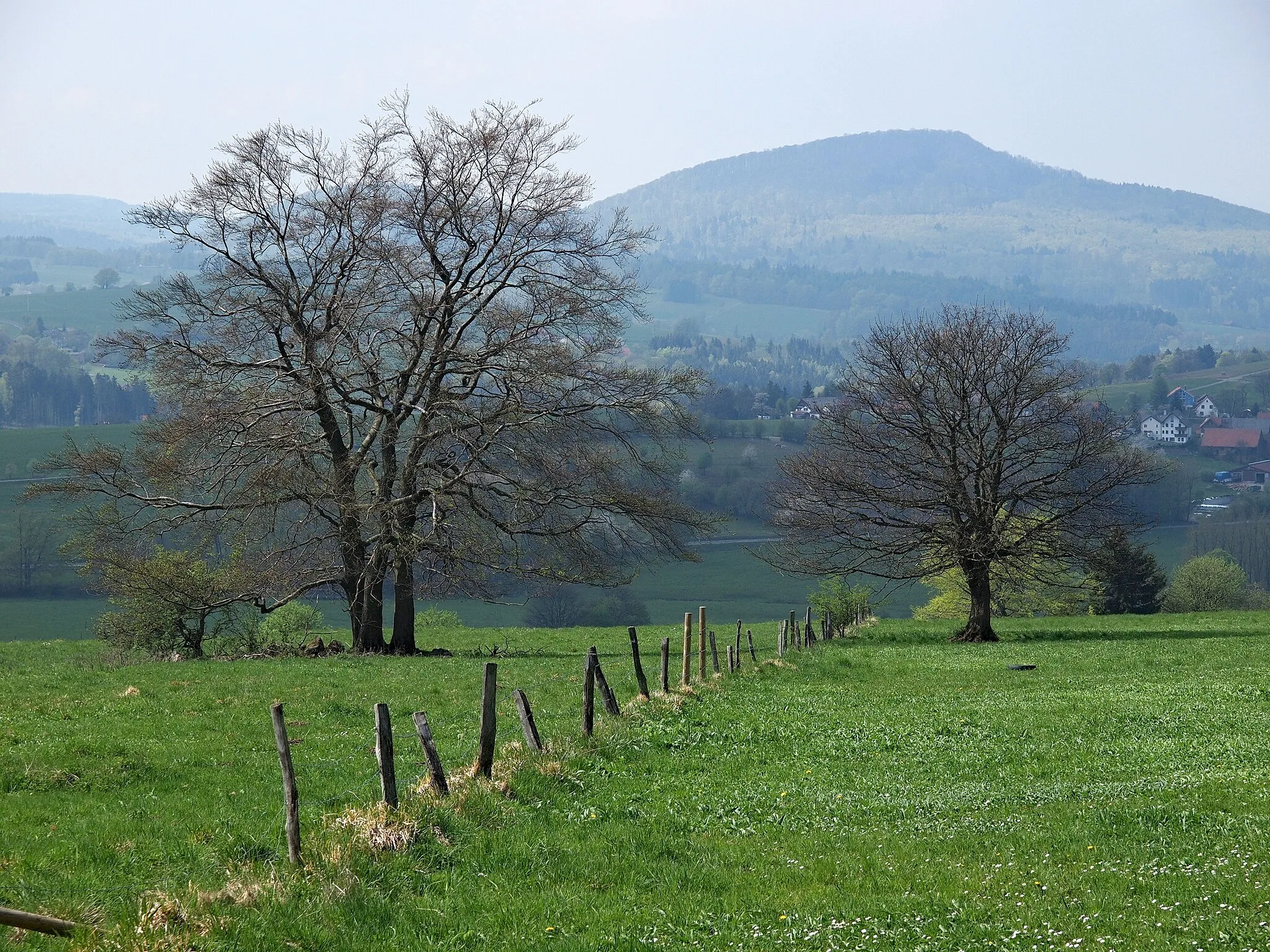 Photo showing: Two Rhön trees backed by Mosbach hamlet and the Großer Nallenberg hill