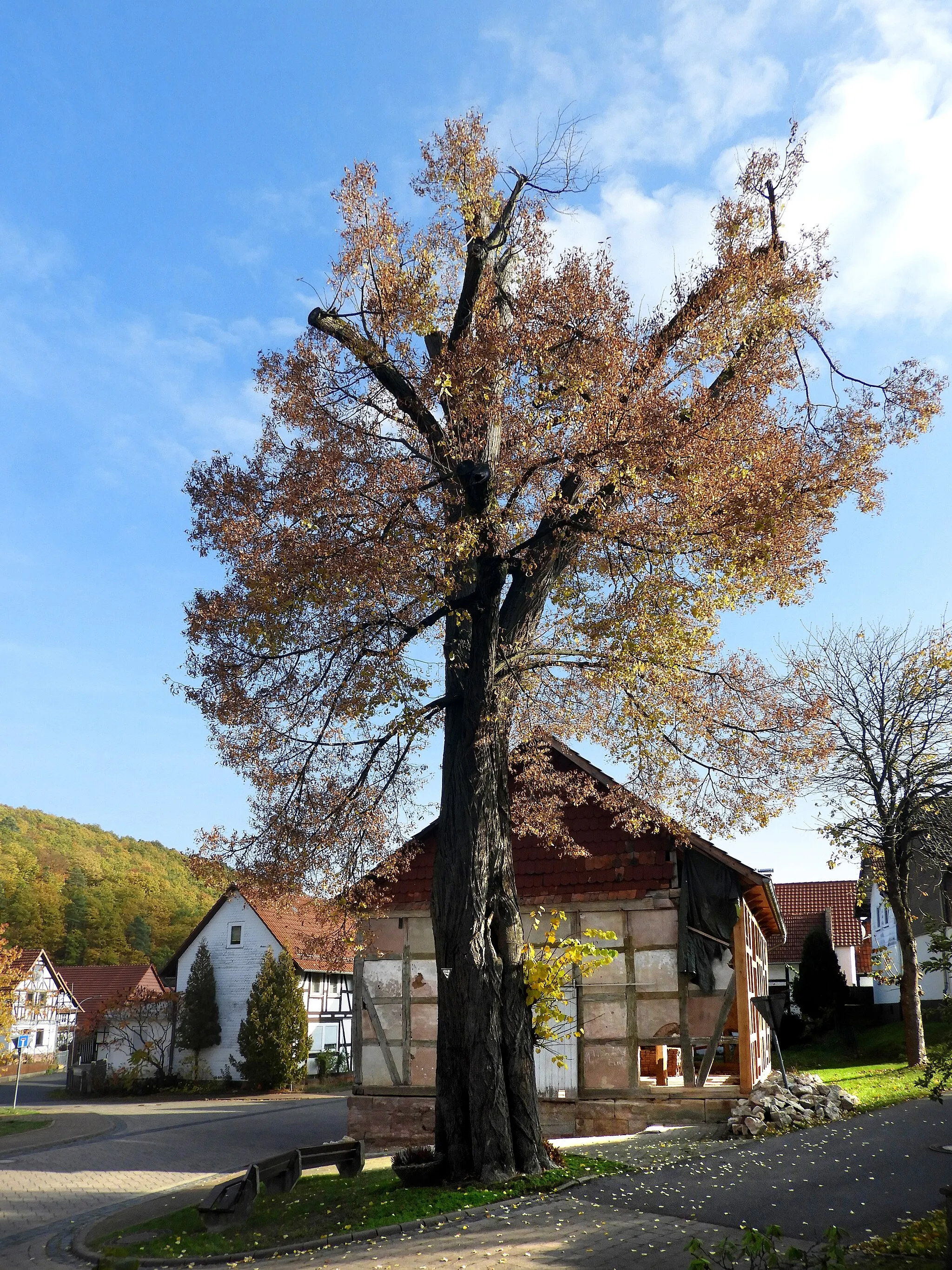 Photo showing: Die Angerlinde in Bernsdorf ist ein ausgewiesenes Naturdenkmal im nordhessischen Werra-Meißner-Kreis. Sie steht in der früheren Ortsmitte von Bernsdorf, dem westlichsten der beiden kleinen Vorgängerorte der im Jahr 1936 gebildeten Gemeinde Vierbach. Nach der Zusammenlegung wurde die Kirche von Wipperode zum Gotteshaus für die gesamte Vierbacher Gemeinde, während die kleine ehemalige Pfarrkirche von Bernsdorf in den 1930er Jahren entweiht und als Lagerschuppen genutzt wurde, bevor in den 2010er Jahren die neuen Besitzer begannen, sie zu einer Art Loftwohnung auszubauen.
In der Liste der Naturdenkmale des Werra-Meißner-Kreises hat die Linde die Nummer ND 636.600 mit dem Ausweisungsdatum 29. Dezember 1936. Als Teil einer der beiden Gesamtanlagen Vierbachs stehen Linde und Kirche aus geschichtlichen Gründen unter Denkmalschutz.