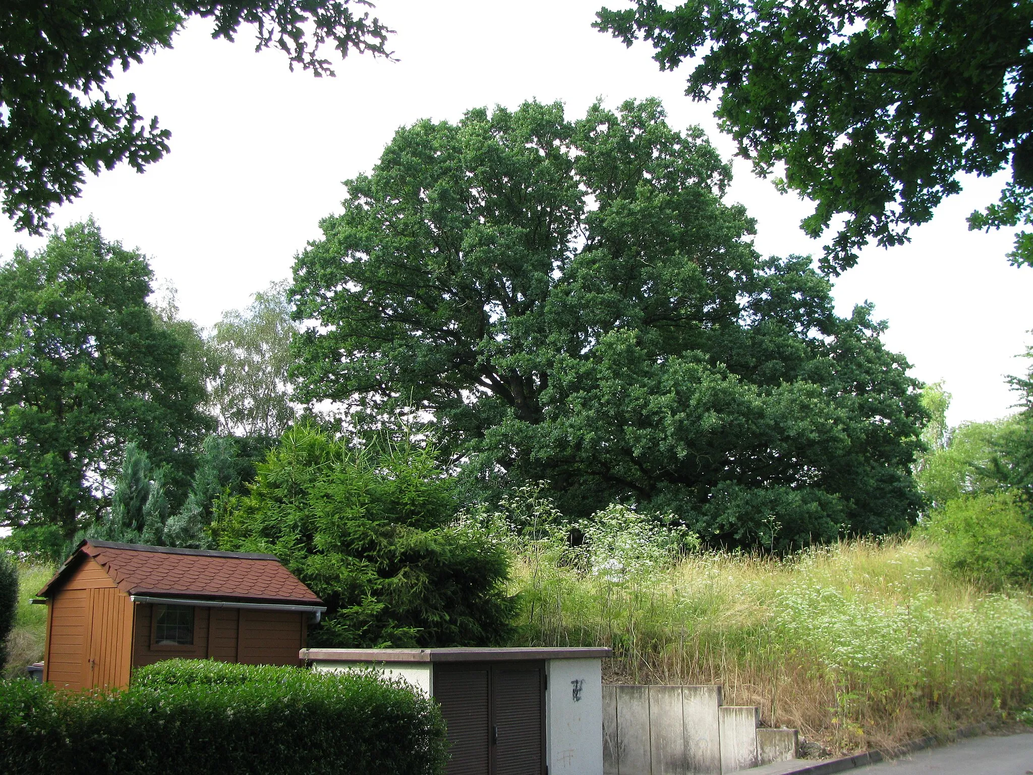 Photo showing: die Stieleiche in der Nähe der Kuppe des Enkeberg