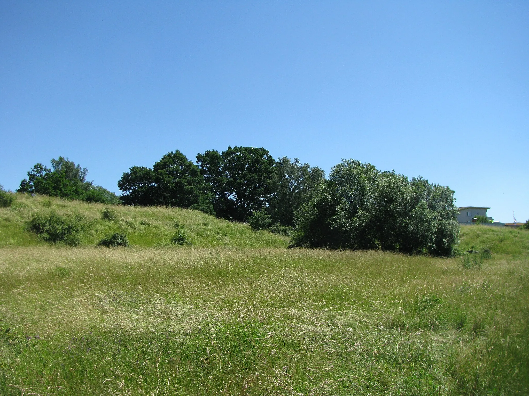 Photo showing: die Stieleiche in der Nähe der Kuppe des Enkeberg