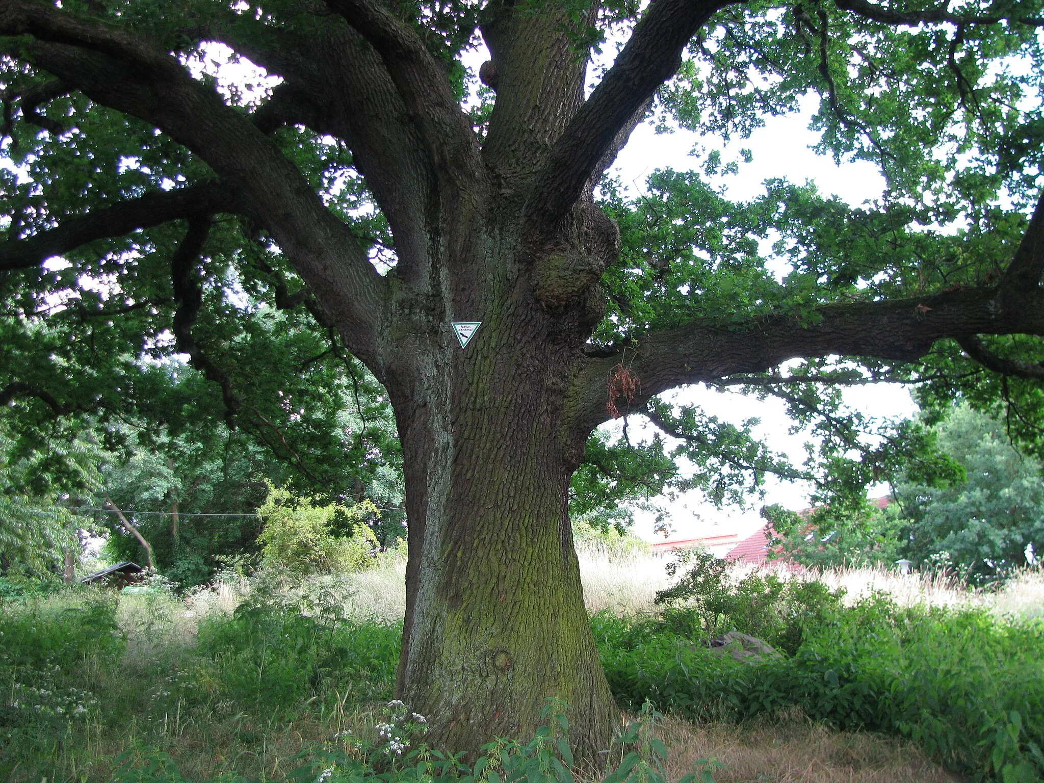 Photo showing: die Stieleiche in der Nähe der Kuppe des Enkeberg