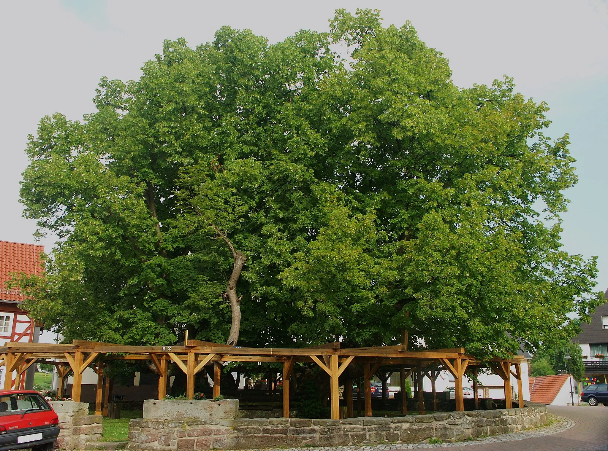 Photo showing: The lime tree (Tilia platyphyllos), around 1200 years old, it is known as the oldest tree in Germany. Is is growing in the municipality of Schenklengsfeld, near Bad Hersfeld.  Today the tree grows from four side shoots, the central trunk having died some time ago.