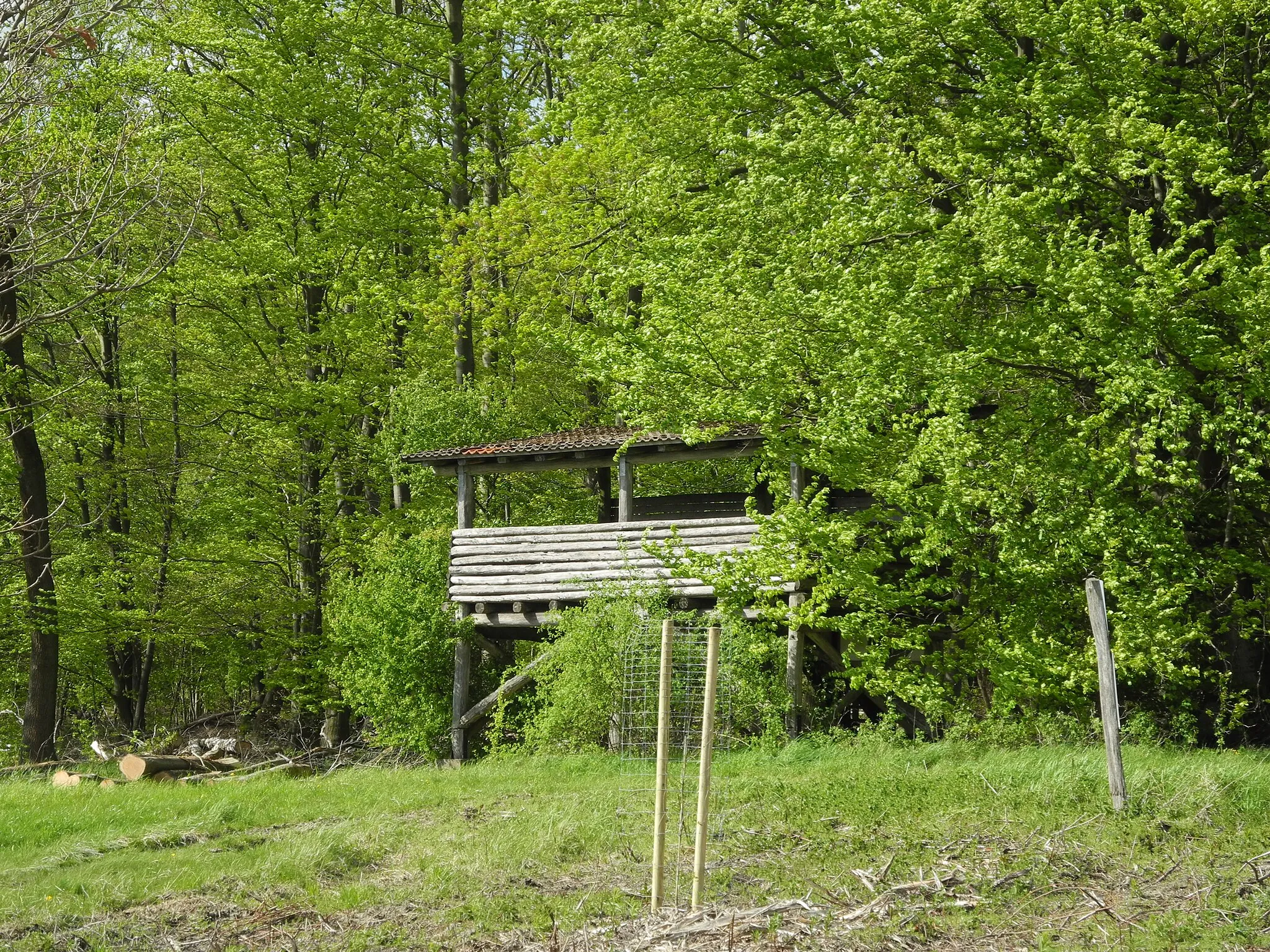 Photo showing: Naturschutzgebiet im Regierungsbezirk Kassel 1633036. „Oberes Holzapetal“, oberer Bachlauf der Holzape mit Grünland, Feuchtwiesen und Wald östlich von Beberbeck, am Westrand des Reinhardswaldes, im Landkreis Kassel.
Ostteil, Querung des NSG an der „Kasseler Schneise“, bei „Knauf's Ausblick“.