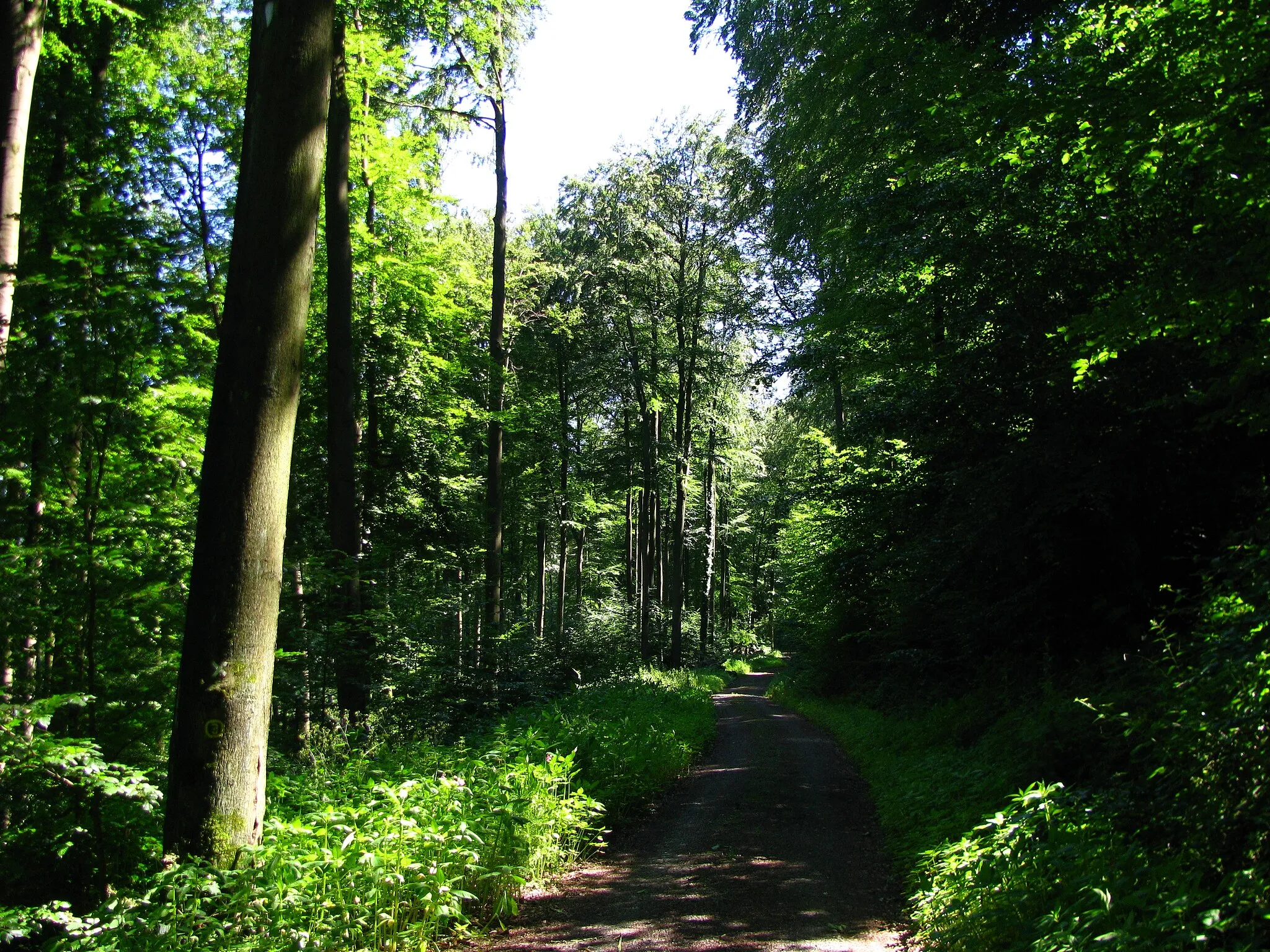 Photo showing: im Wald auf dem Fuldaseitigen Hang des Enkebergs