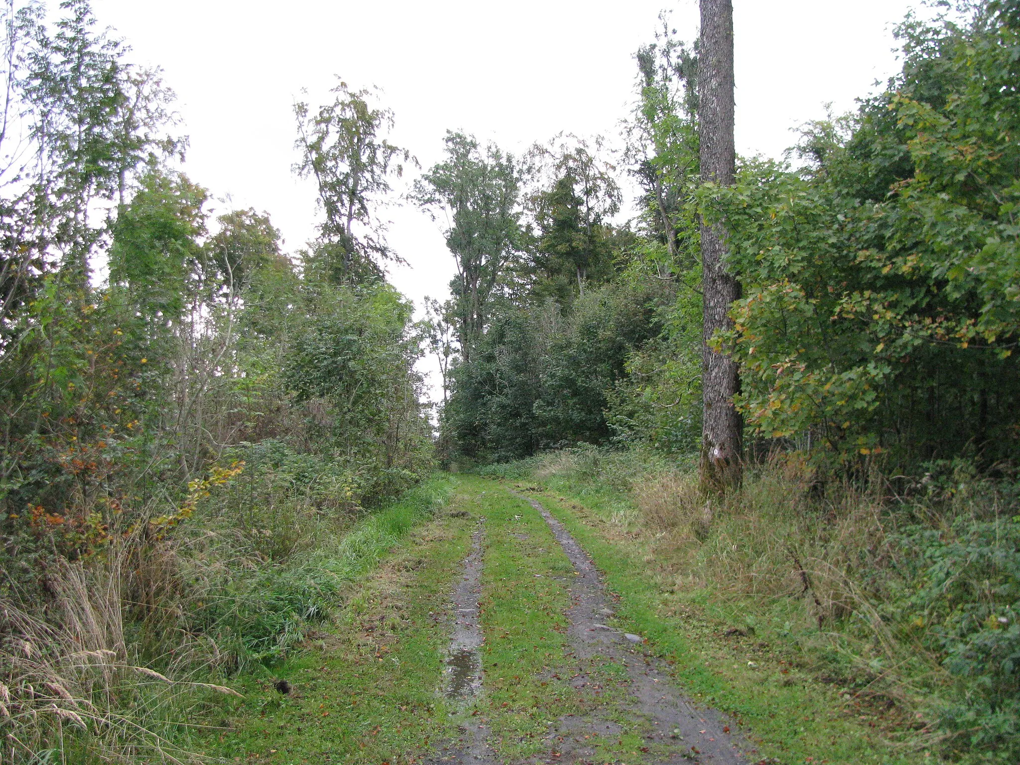 Photo showing: Blick von der Kuppe des Großer Steinhaufen entlang dem Waldweg nach Osten