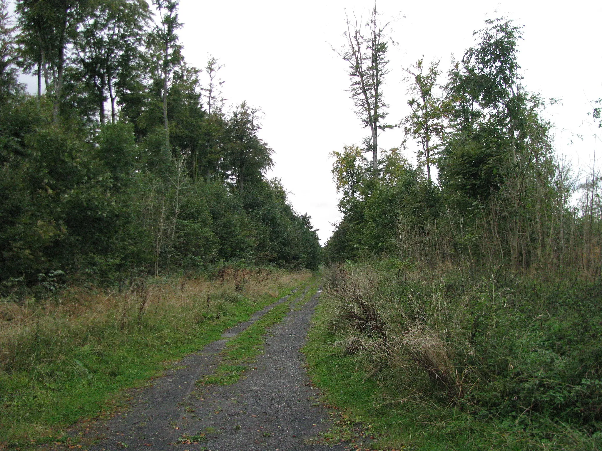 Photo showing: Blick von der Kuppe des Großer Steinhaufen entlang dem Waldweg nach Westen