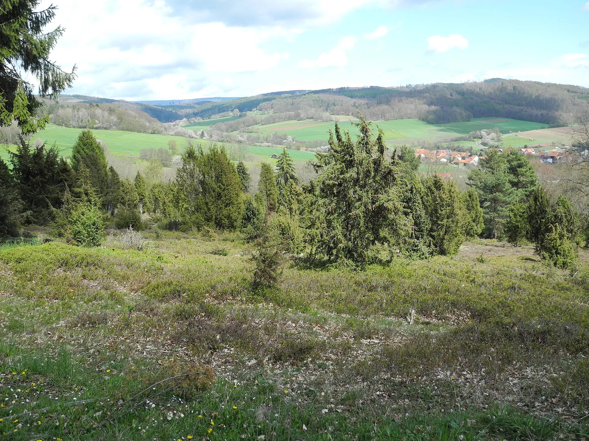 Photo showing: Naturschutzgebiet im Regierungsbezirk Kassel 1634029.
„Wacholderheide bei Vockerode-Dinkelberg“, Magerrasen mit Wacholdern und Zwergstrauchvegetation, darunter Zwergstrauchheide, westlich von Vockerode-Dinkelberg im Schwalm-Eder-Kreis, Hessen, Deutschland.

Am Westrand.