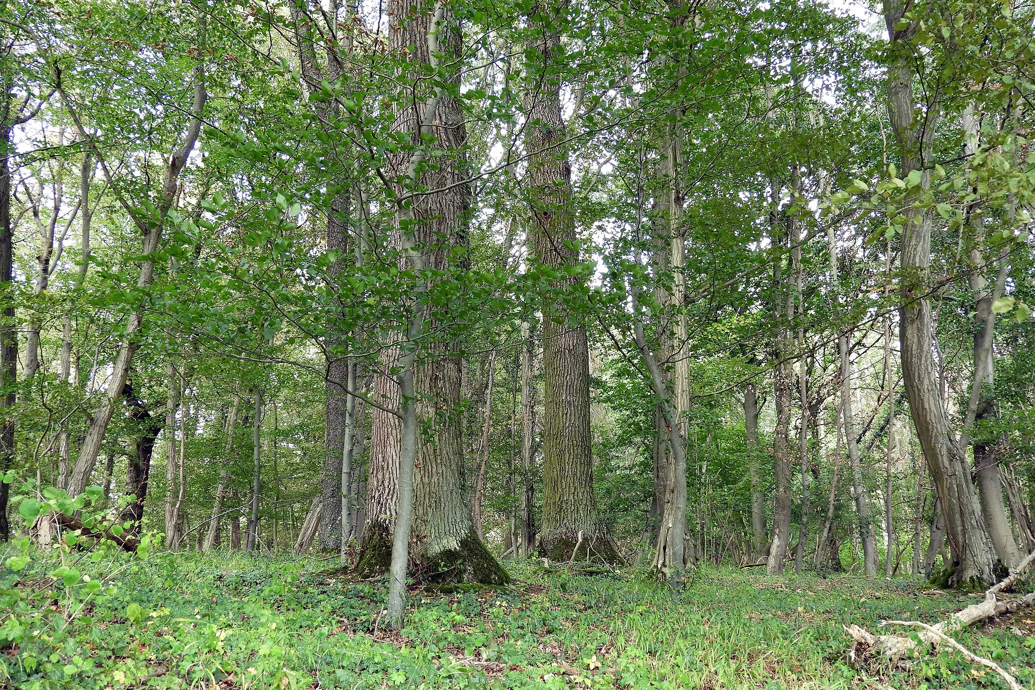 Photo showing: This is a picture of the protected area listed at WDPA under the ID