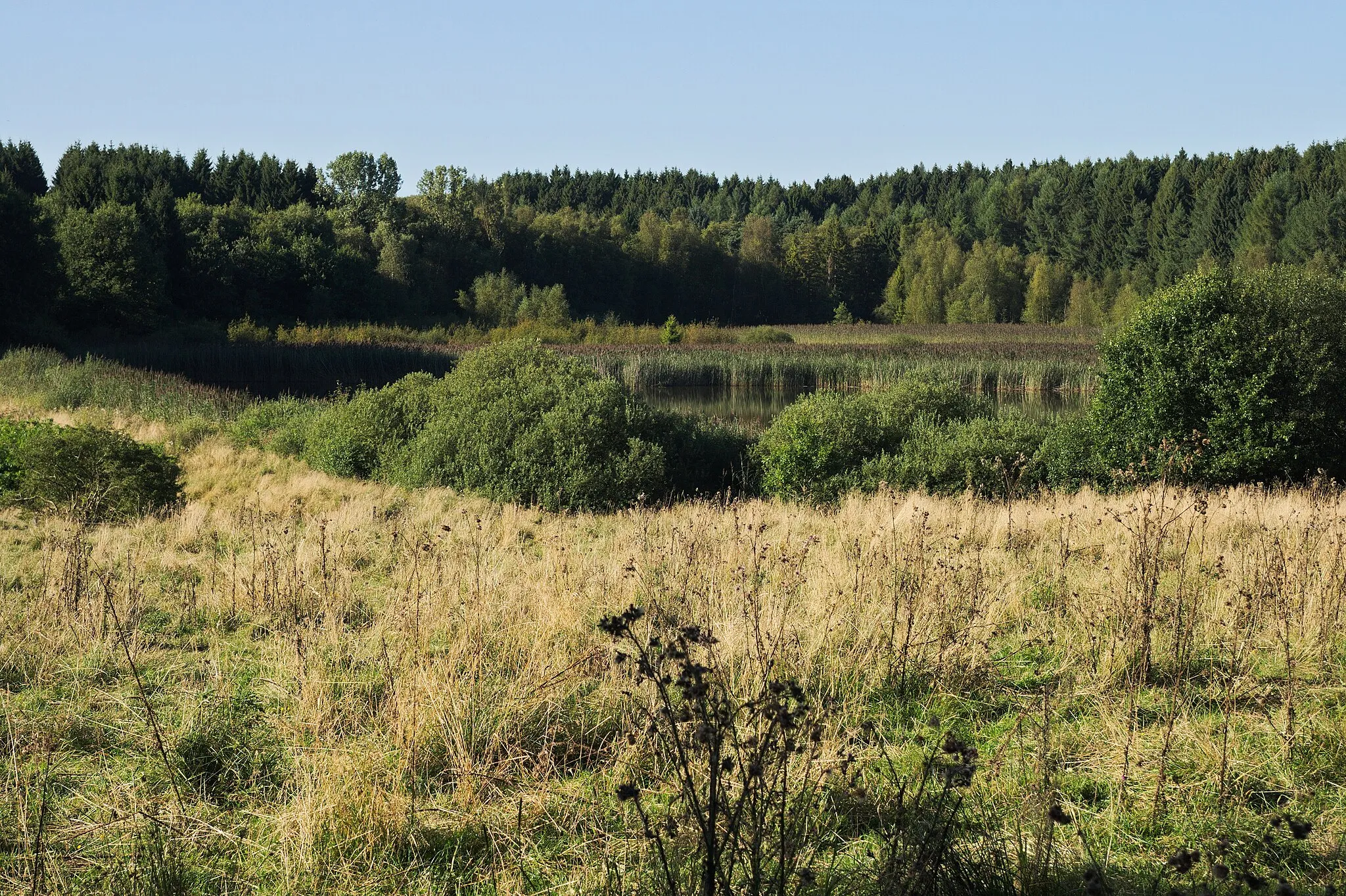 Photo showing: Nature reserve Wölferlinger Weiher, Westerwald, Germany. View of the western part of the pond (from south) that is small compared to the other ponds of Westerwälder Seenplatte