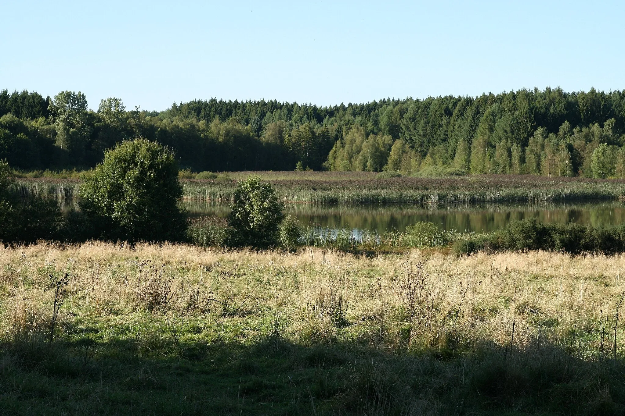 Photo showing: Nature reserve Wölferlinger Weiher, Westerwald, Germany. View of the centre part of the pond (from south) that is small compared to the other ponds of Westerwälder Seenplatte
