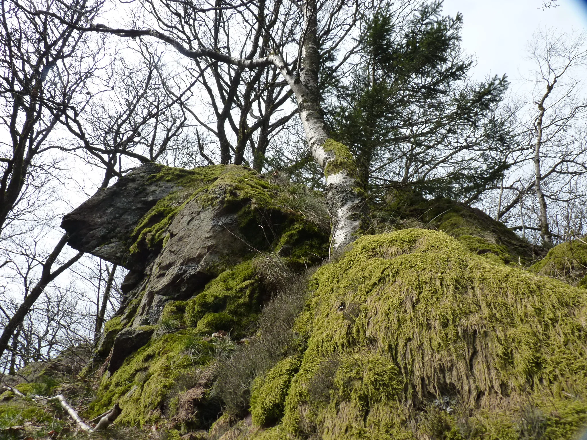 Photo showing: Quarzkeratophyrfelsen bei den Albaumer Klippen