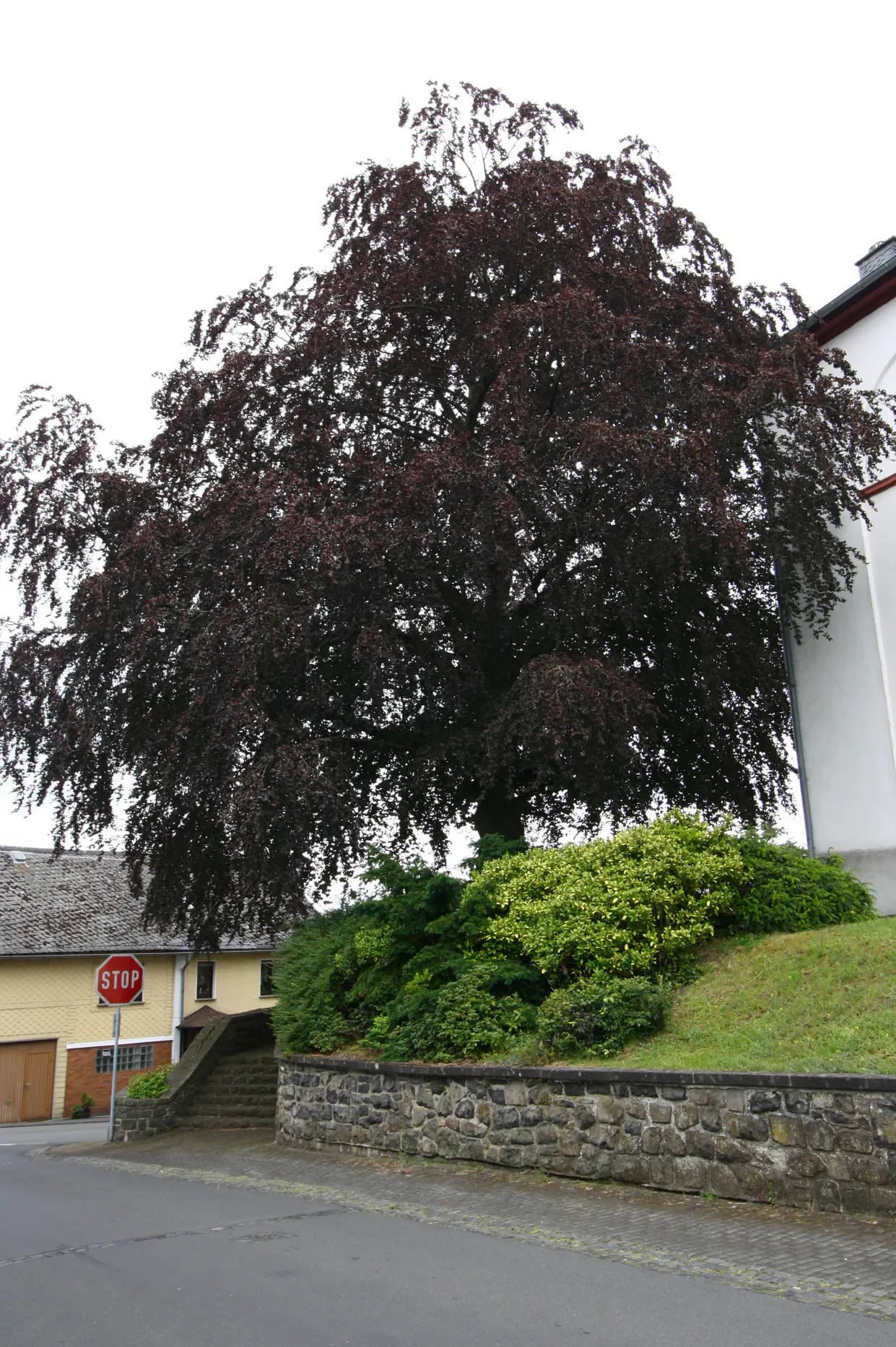 Photo showing: Kastanienbaum an der Kirche, Naturdenkmal in Alpenrod, Westerwald, Rheinland-Pfalz, Deutschland