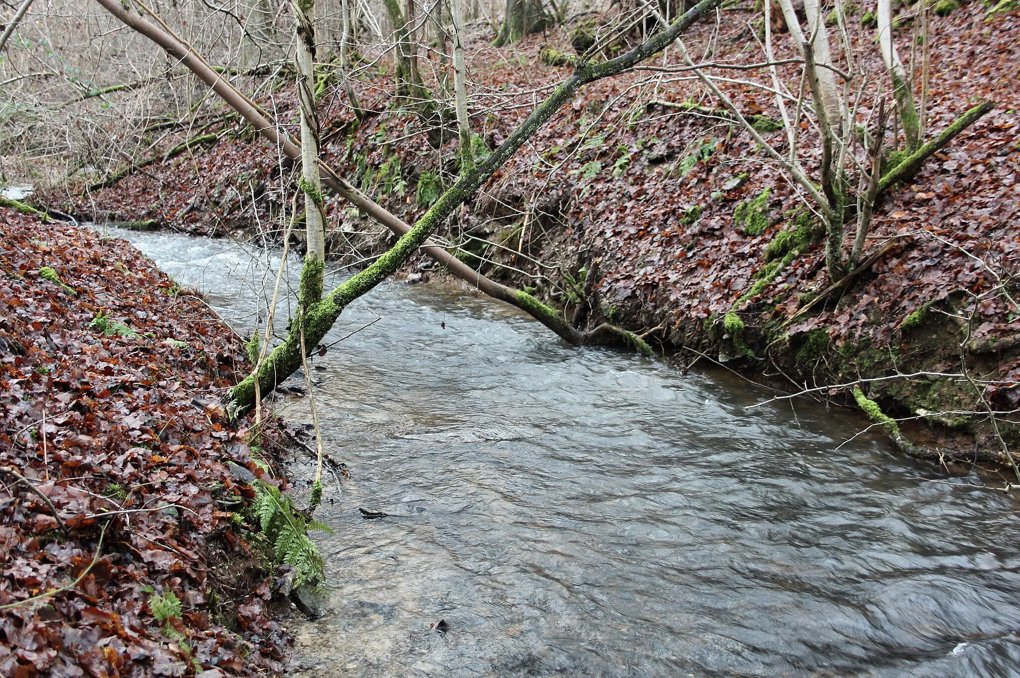 Photo showing: Der Holzbach südöstlich von Winkelbach, Westerwald, Rheinland-Pfalz