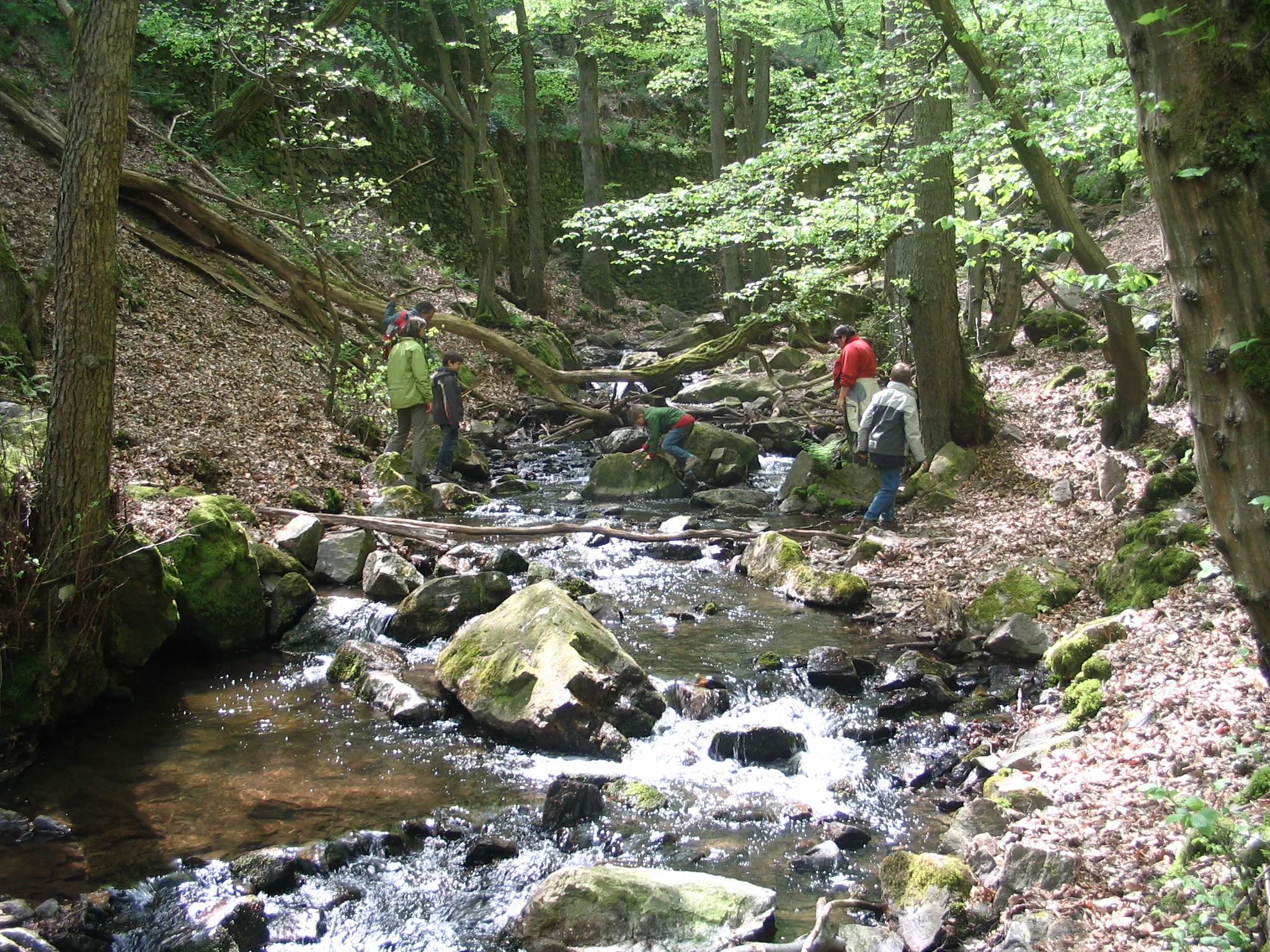 Photo showing: Morgenbach in the Hunsrück landscape, Germany