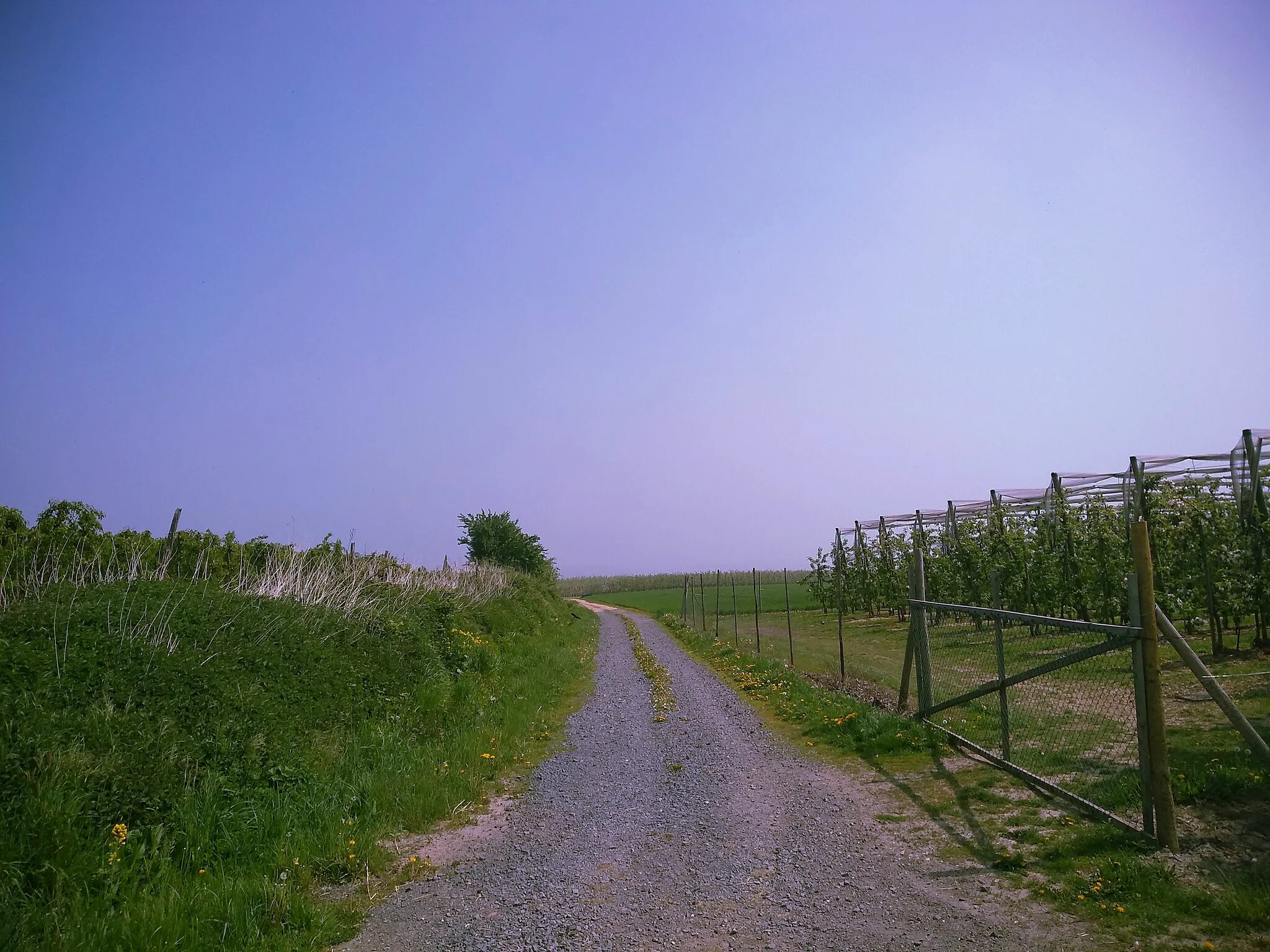 Photo showing: Die Aachen-Frankfurter Heerstraße (oder Krönungsstraße) verlief von Frankfurt am Main nach Aachen und wurde zur karolingischen Zeit angelegt. Ihren höchsten Punkt (rd. 260 m ü.N.N.) erreicht sie bei Fritzdorf. Die einst bedeutsame Straße ist heute in den Örtlichkeiten kaum noch erkennbar.