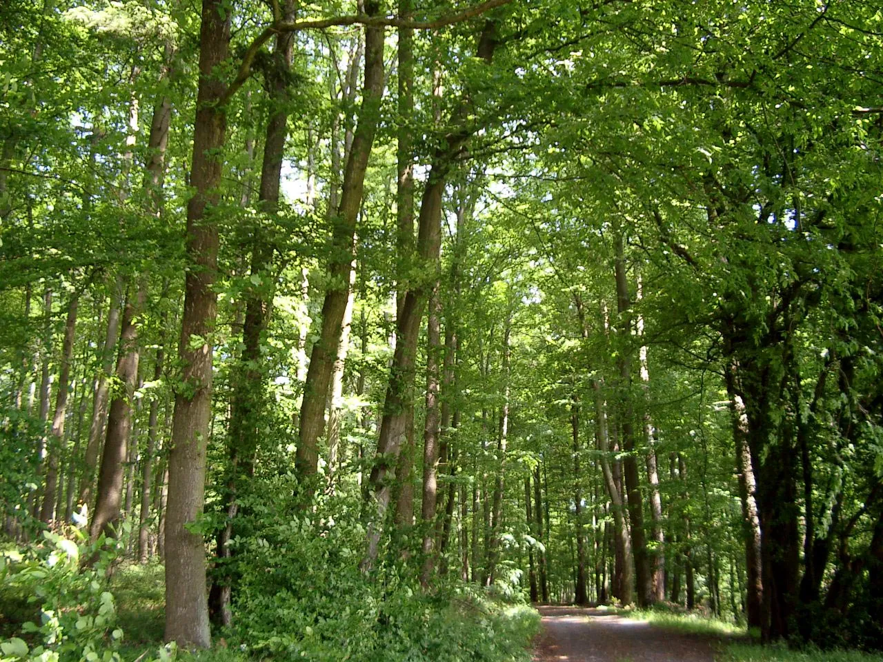 Photo showing: Forest near Guckheim