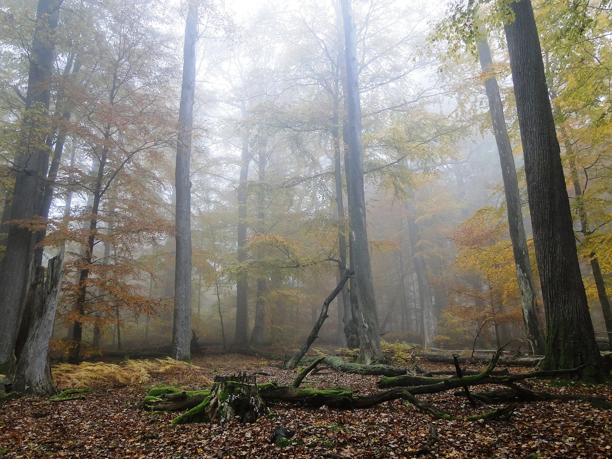 Photo showing: This is a picture of the protected area listed at WDPA under the ID